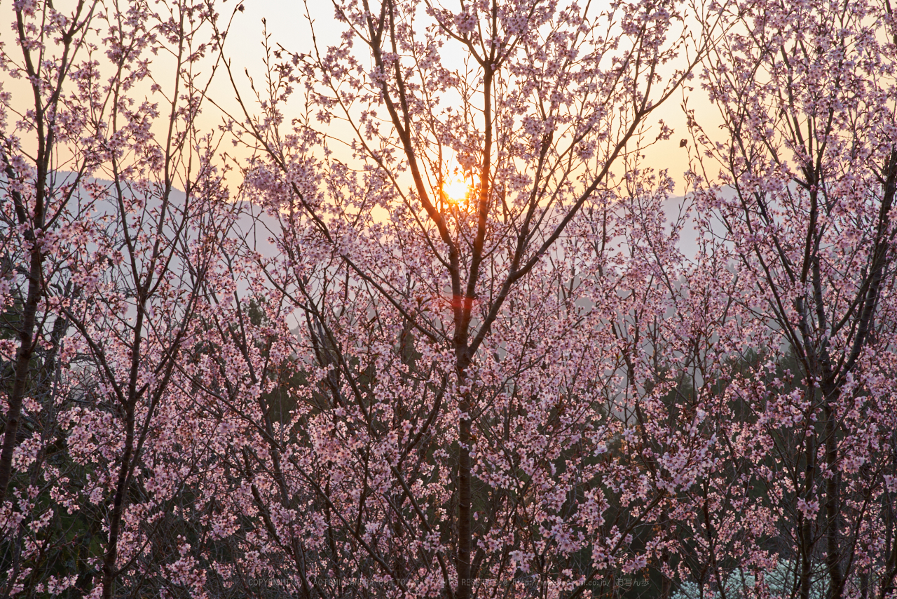 https://www.yaotomi.co.jp/blog/walk/PK1_0937_70%20mm_F18_2018yaotomi.jpg