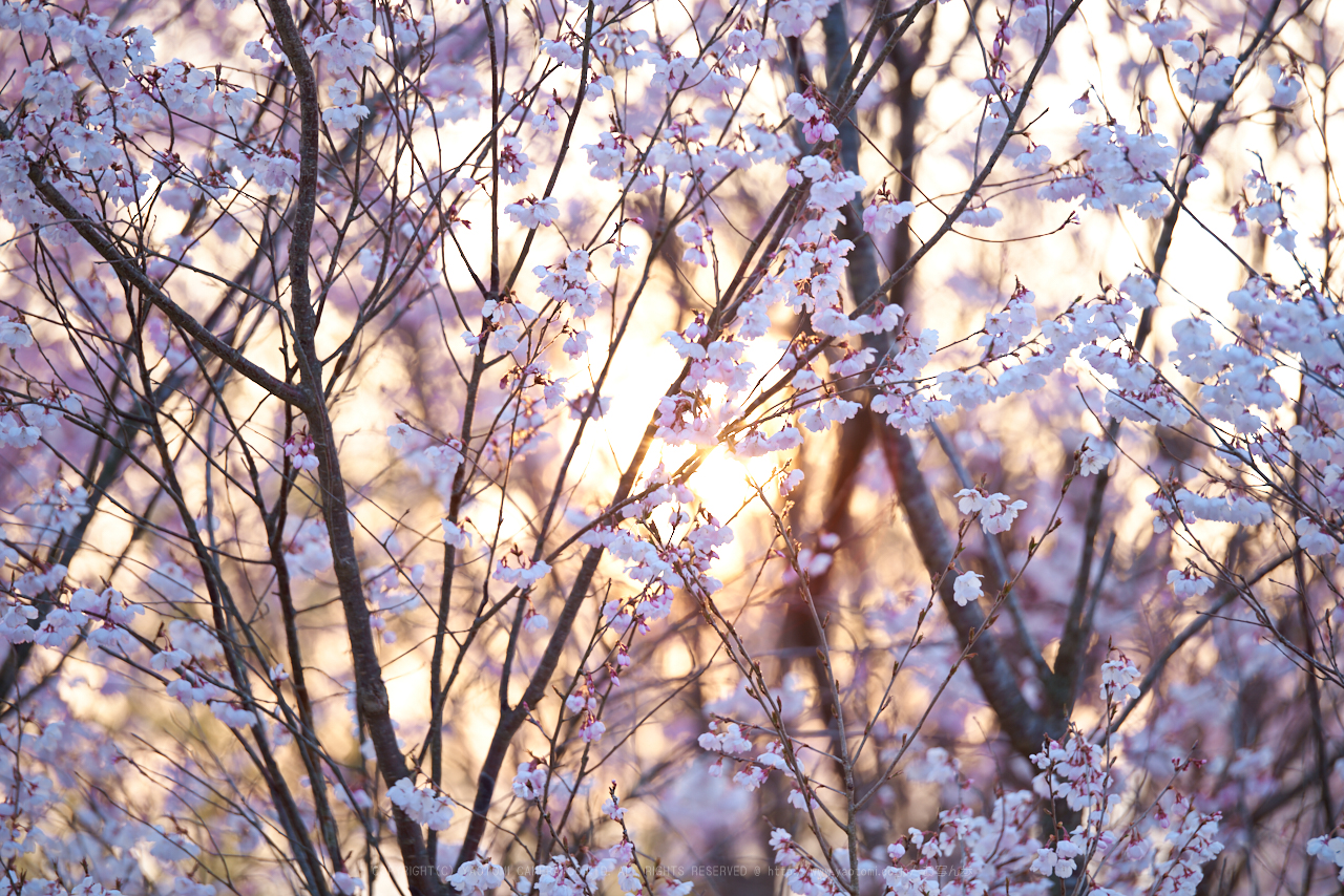 https://www.yaotomi.co.jp/blog/walk/PK1_0953_200%20mm_F3.2_2018yaotomi.jpg