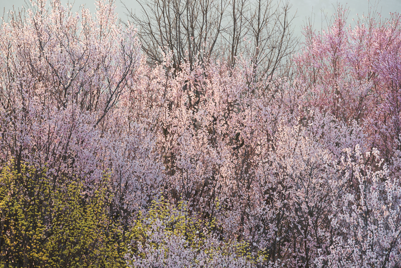 https://www.yaotomi.co.jp/blog/walk/PK1_0980_200%20mm_F7.1_2018yaotomi.jpg