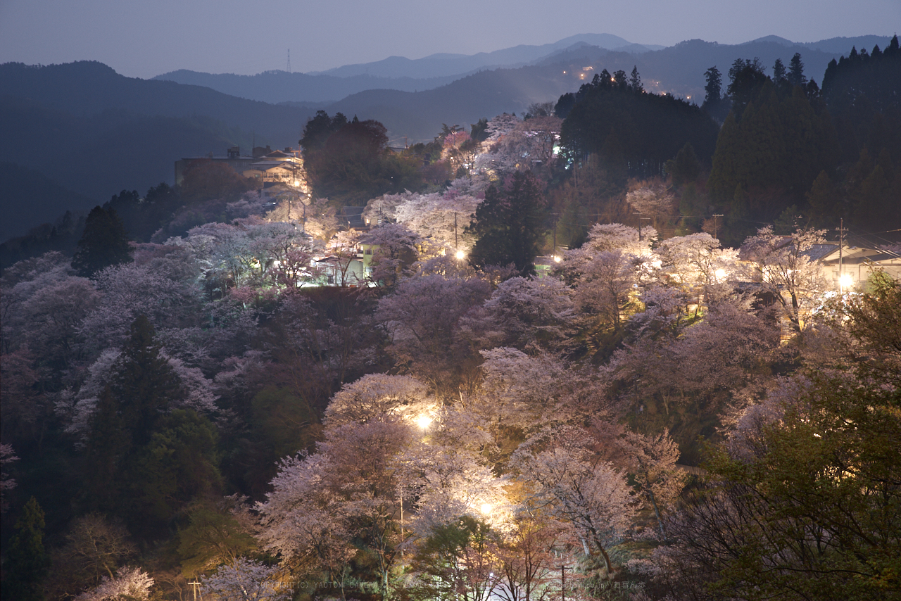 https://www.yaotomi.co.jp/blog/walk/PK1_2161_65%20mm_F8_2018yaotomi%201.jpg