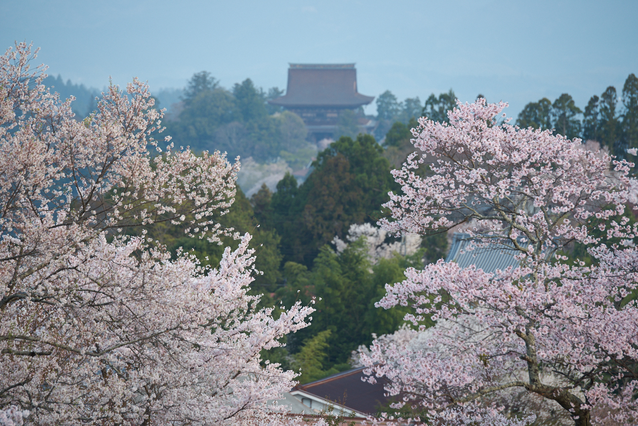 https://www.yaotomi.co.jp/blog/walk/PK1_2251_200%20mm_F3.5_2018yaotomi.jpg