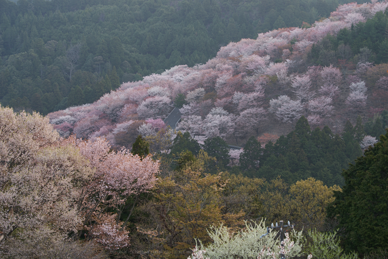 https://www.yaotomi.co.jp/blog/walk/PK1_2259_100%20mm_F5.6_2018yaotomi.jpg