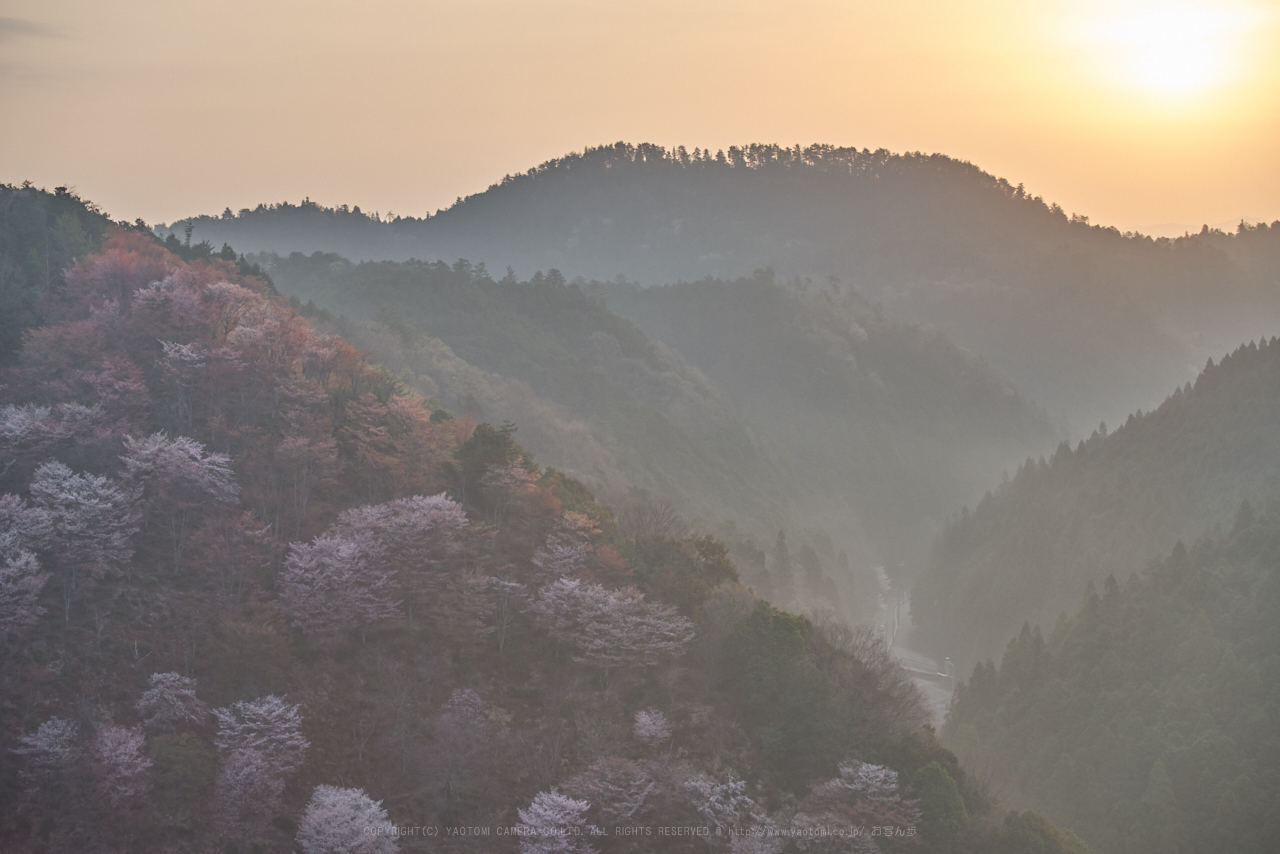 https://www.yaotomi.co.jp/blog/walk/PK1_2270_70%20mm_F4.5_2018yaotomi.jpg