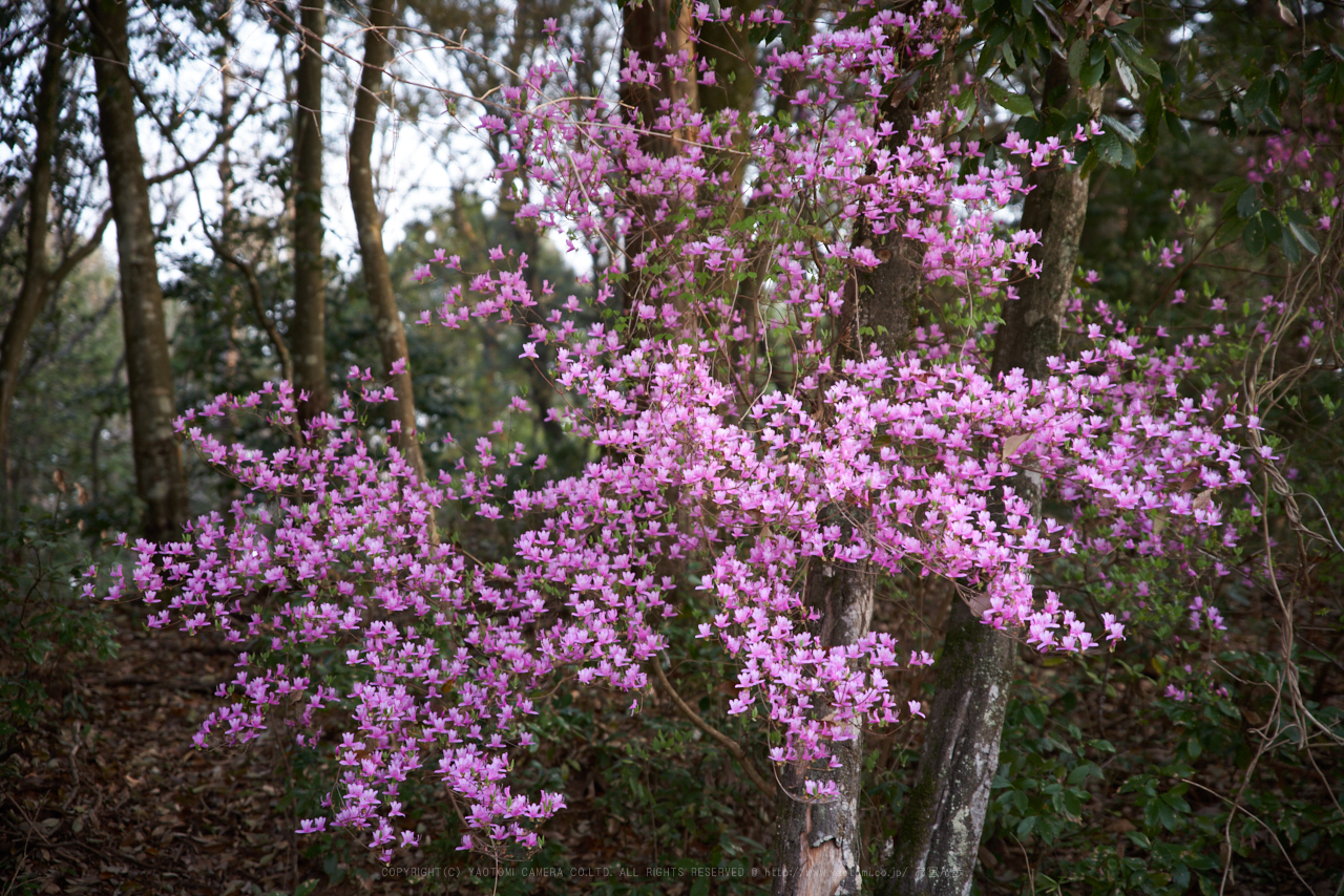 https://www.yaotomi.co.jp/blog/walk/PK1_2294_70%20mm_F2.8_2018yaotomi.jpg