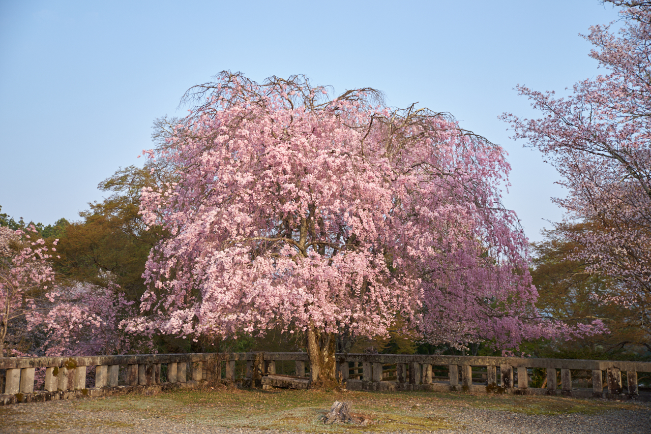 https://www.yaotomi.co.jp/blog/walk/PK1_2307_43%20mm_F2.8_2018yaotomi.jpg