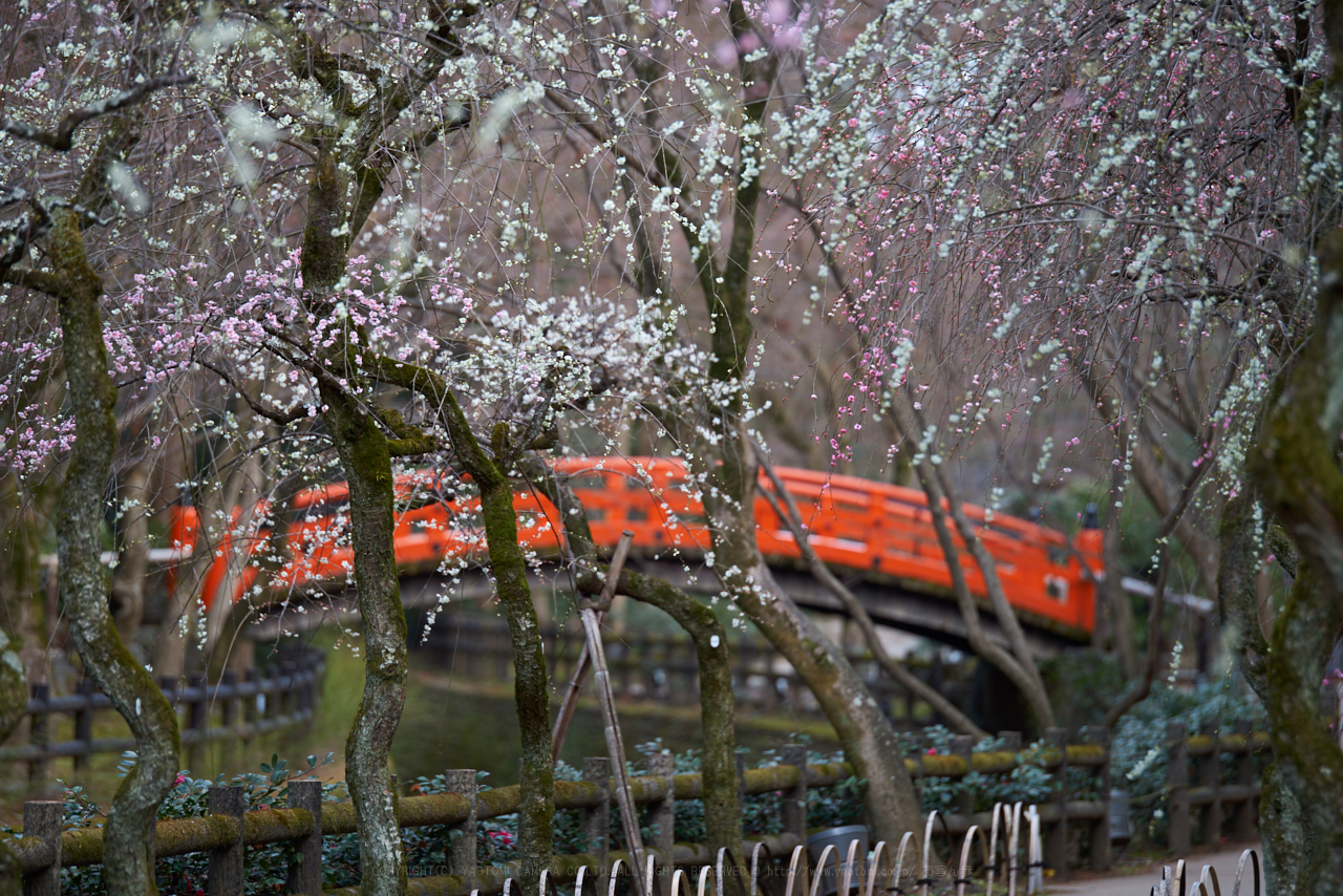 https://www.yaotomi.co.jp/blog/walk/PK1_6233_200%20mm_F3.2_2018yaotomi.jpg