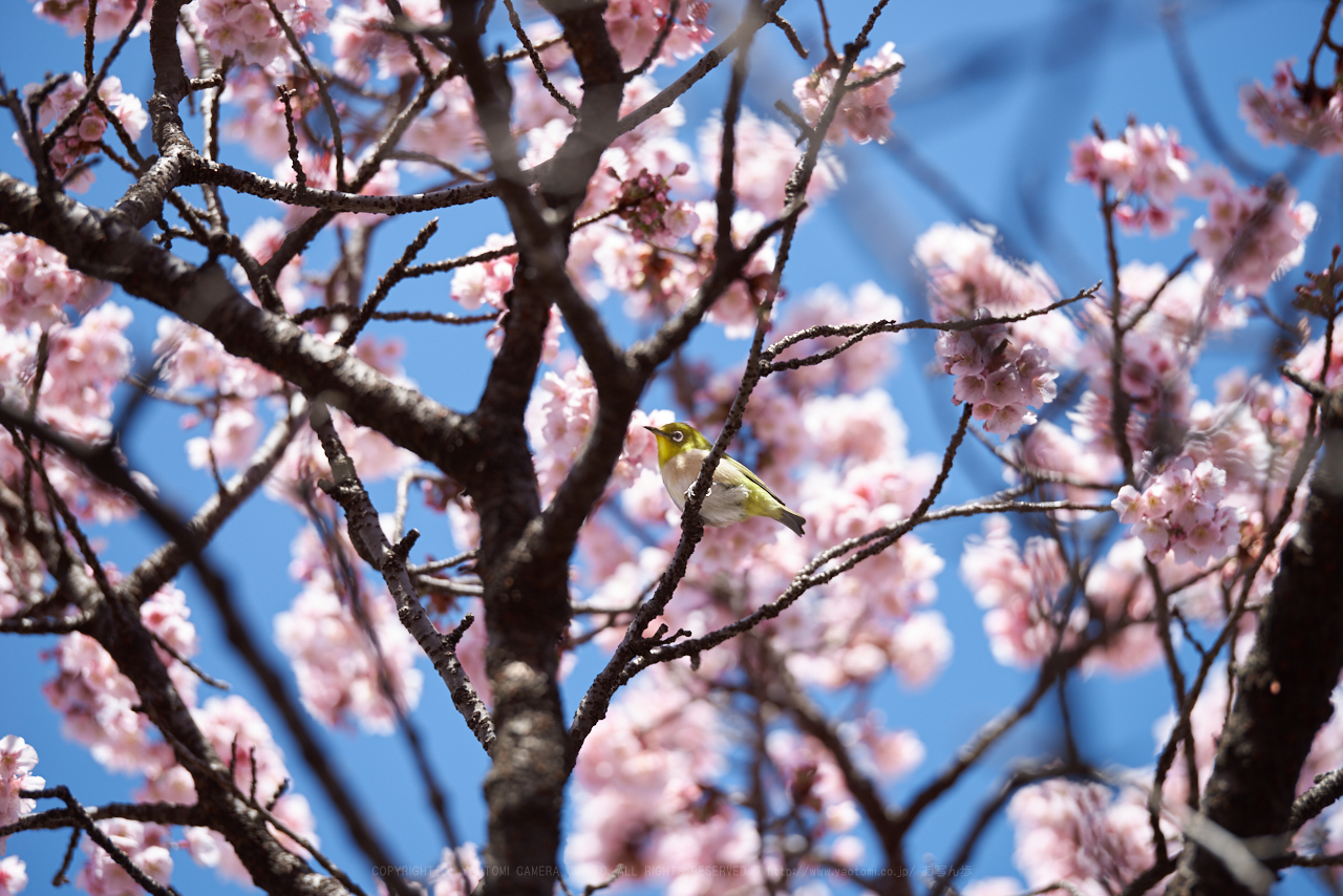 https://www.yaotomi.co.jp/blog/walk/PK1_6456_200%20mm_F3.2_2018yaotomi.jpg