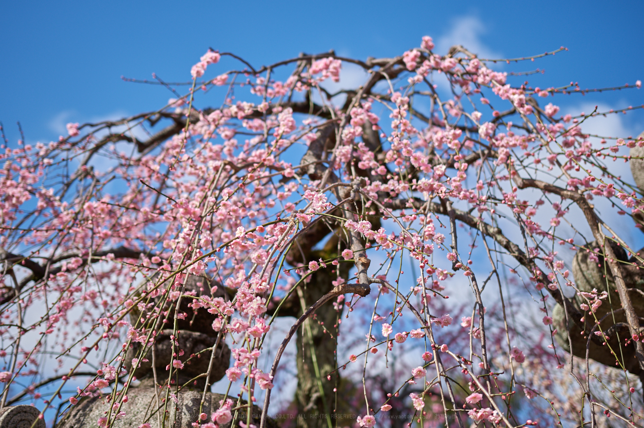 https://www.yaotomi.co.jp/blog/walk/PKP_6520_35%20mm_F1.8_2018yaotomi.jpg