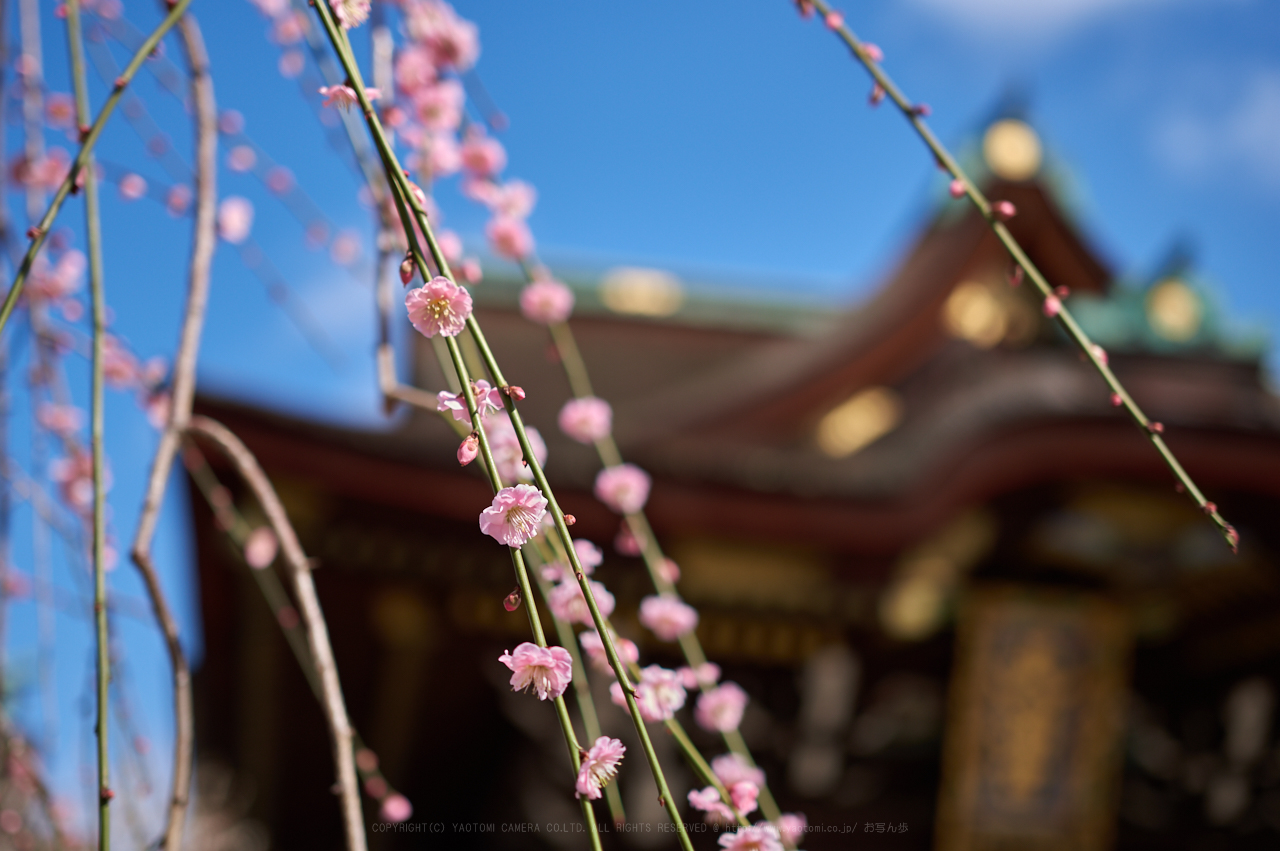 https://www.yaotomi.co.jp/blog/walk/PKP_6521_35%20mm_F1.8_2018yaotomi.jpg