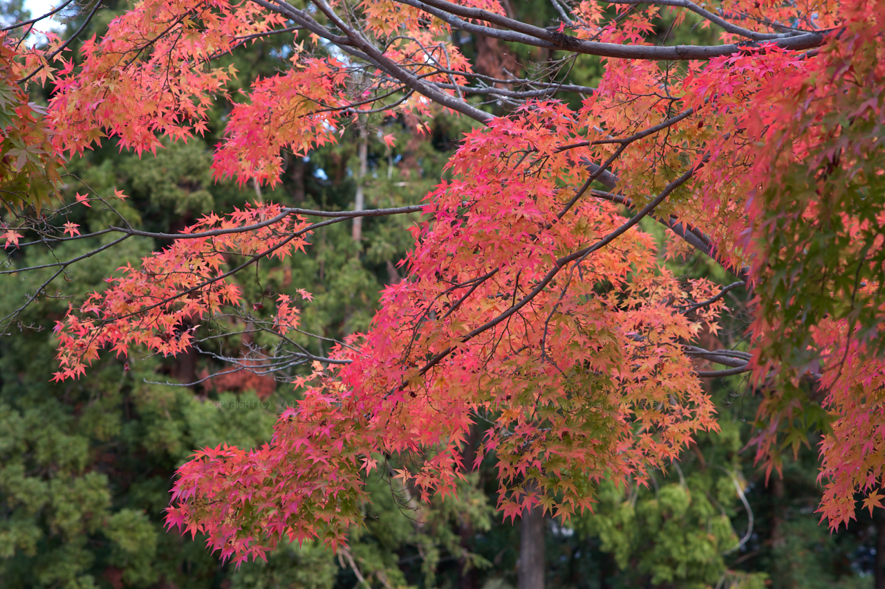 https://www.yaotomi.co.jp/blog/walk/PKP_7232_70%20mm%28F7.1%29iso200_2018yaotomi.jpg