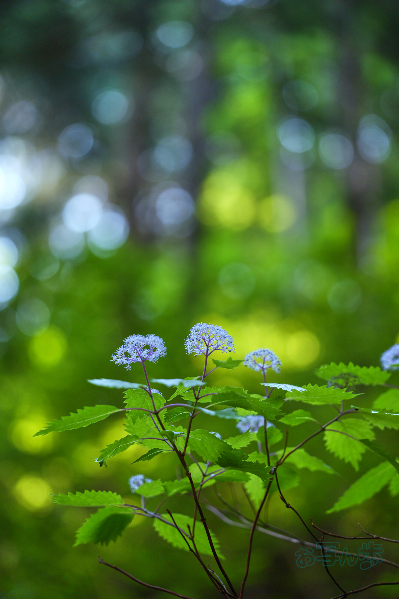 https://www.yaotomi.co.jp/blog/walk/PS121118co%2C101%20mm%2CF2.8%2Ciso320%28JPEG%29.jpg