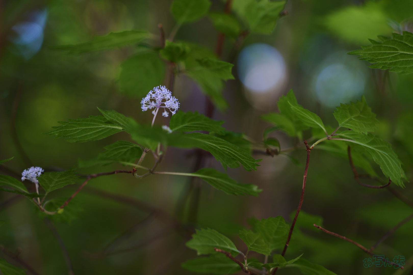 https://www.yaotomi.co.jp/blog/walk/PS121346%2C105%20mm%2CF3.5%2C1-125%20%E7%A7%92%2Ciso320%28JPEG%29.jpg