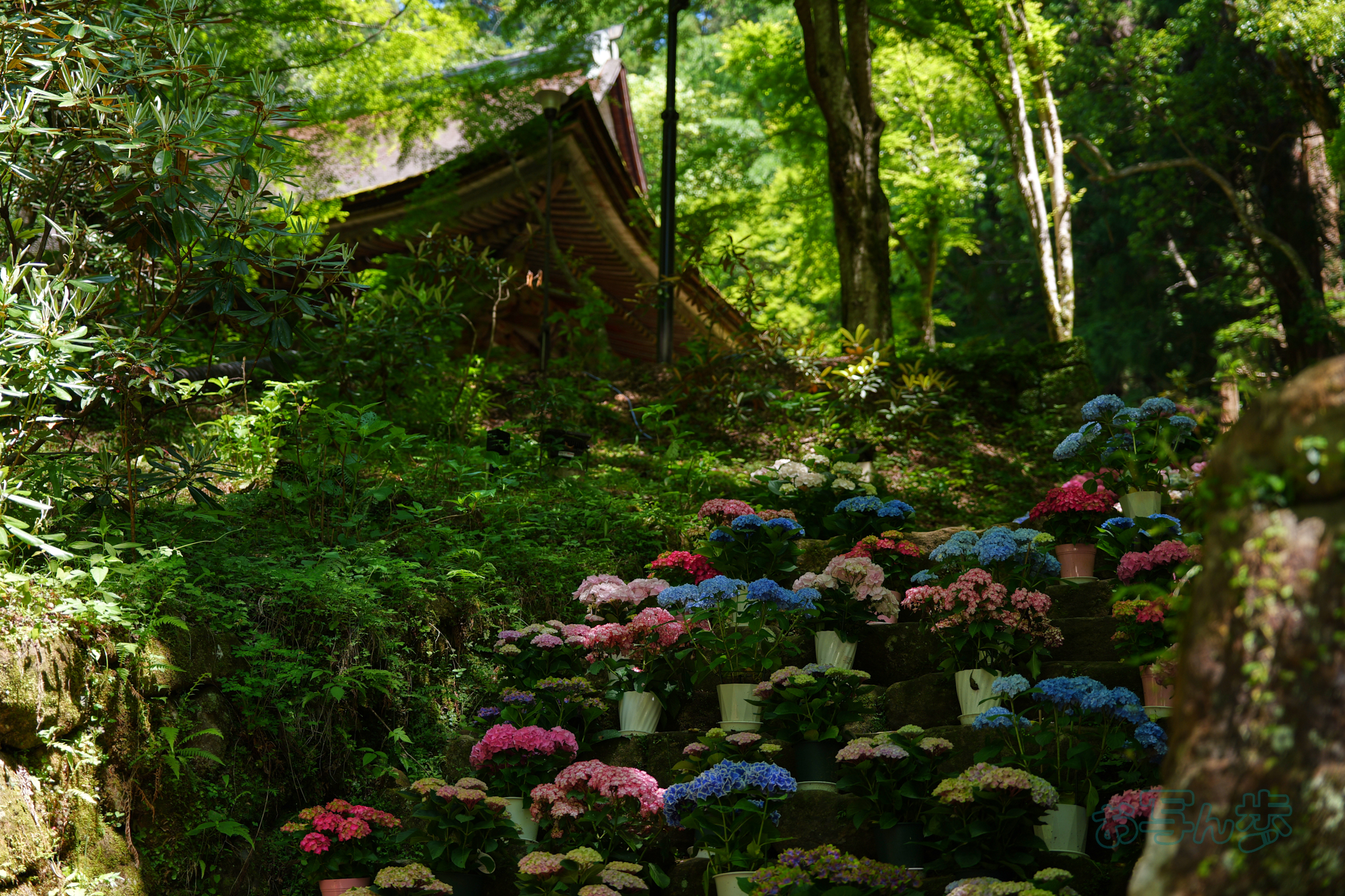 https://www.yaotomi.co.jp/blog/walk/PS121647co%2C52%20mm%2CF2.8%2Ciso100%28JPEG%29.jpg