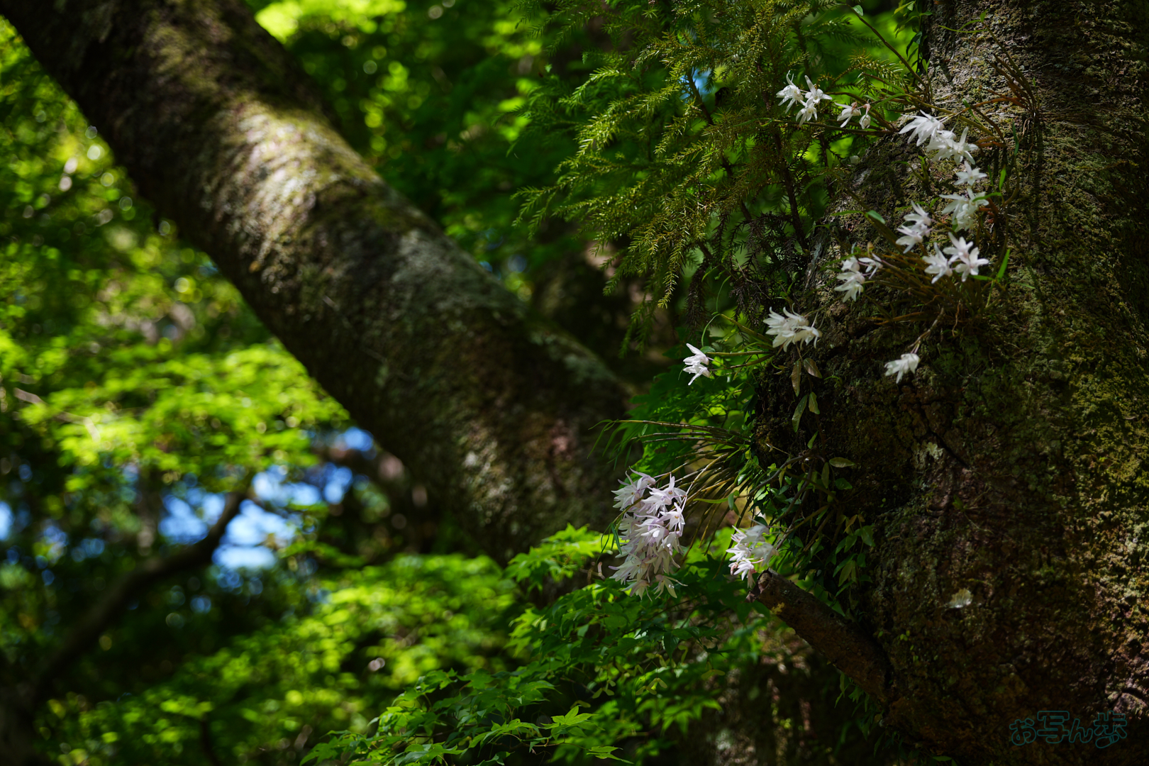 https://www.yaotomi.co.jp/blog/walk/PS121662%2C74%20mm%2CF2.8%2C1-320%20%E7%A7%92%2Ciso100%28JPEG%29.jpg