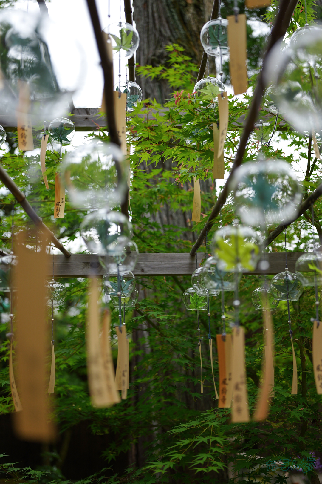 https://www.yaotomi.co.jp/blog/walk/PS122502%2C33%20mm%2CF1.8%2C1-800%20%E7%A7%92%2Ciso100%28JPEG%29.jpg