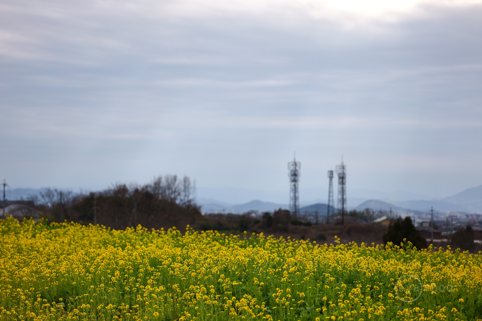 https://www.yaotomi.co.jp/blog/walk/PS526199%2C100%20mm%2CF2.8%2Ciso100%28JPEG%29.jpg