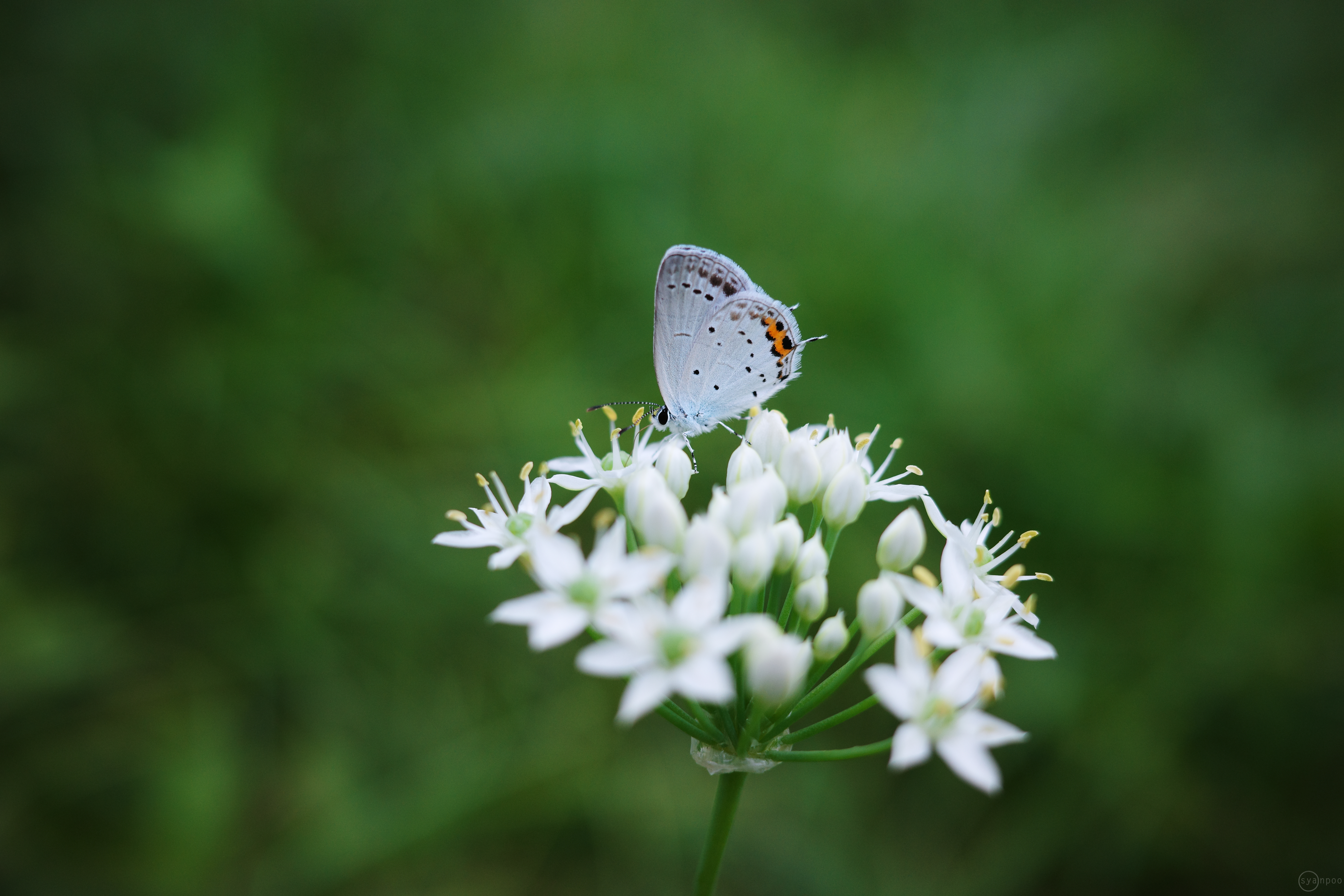 https://www.yaotomi.co.jp/blog/walk/R0000331%2C26%20mm%2CF2.8%2Ciso200JPEG%201.jpg