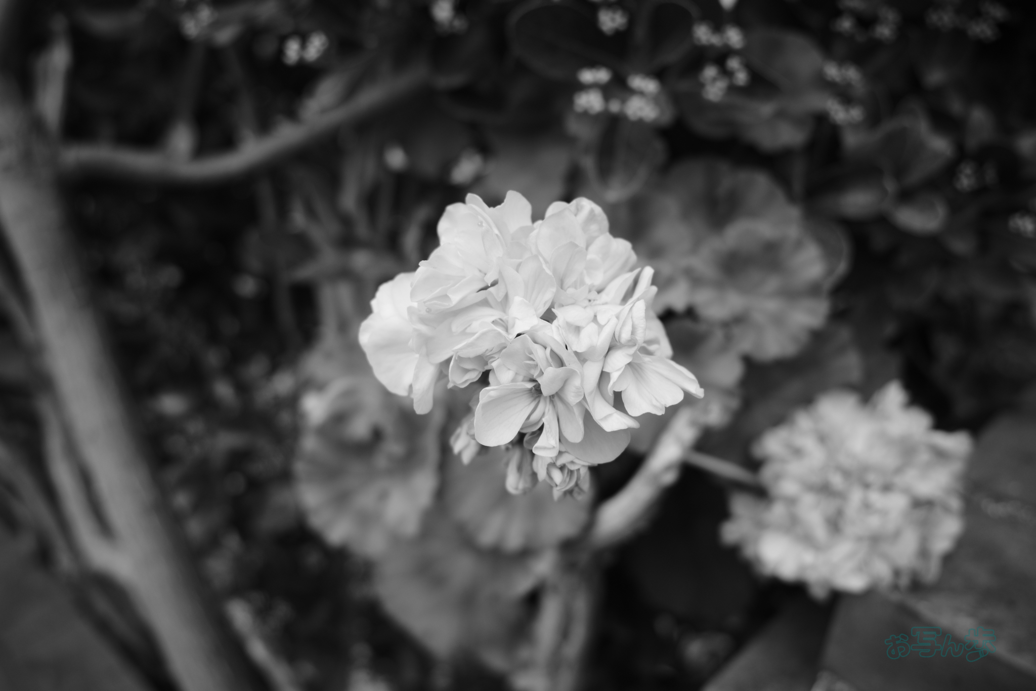 https://www.yaotomi.co.jp/blog/walk/R0000457co%2C18%20mm%2CF2.8%2Ciso320%28JPEG%29.jpg