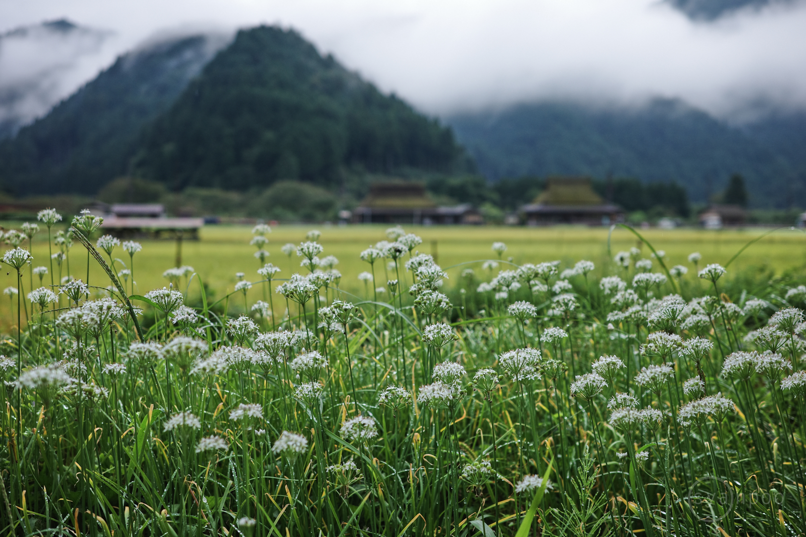 https://www.yaotomi.co.jp/blog/walk/R0000659%2C26%20mm%2CF2.8%2Ciso100JPEG.jpg