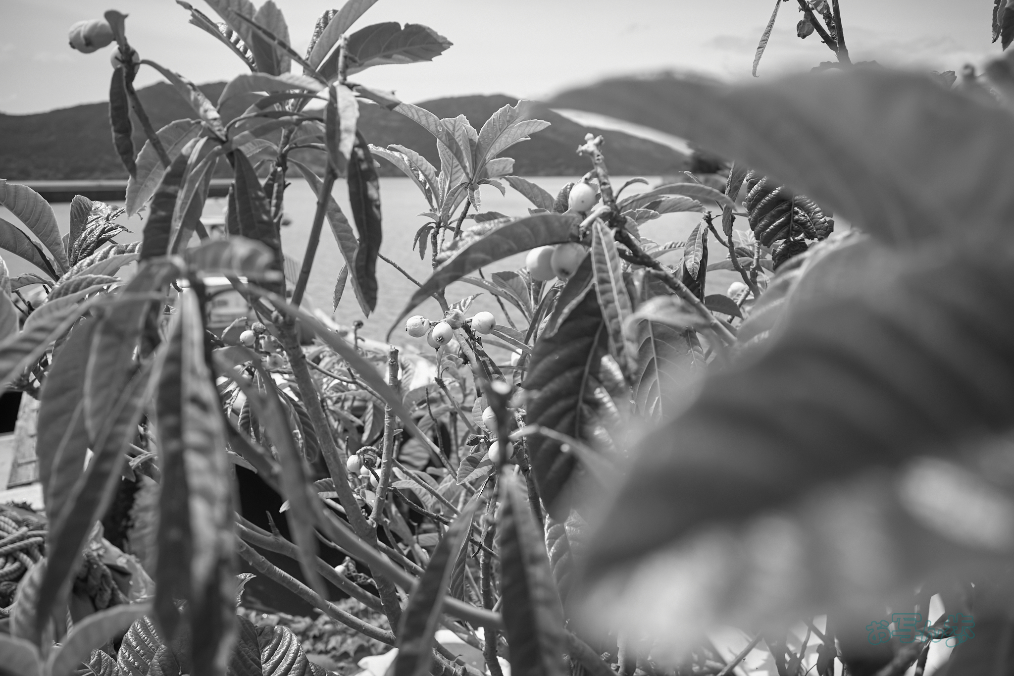 https://www.yaotomi.co.jp/blog/walk/R0000726co%2C18%20mm%2CF2.8%2Ciso320%2CRICOH%20GR%20IV%20Monochrome.jpg