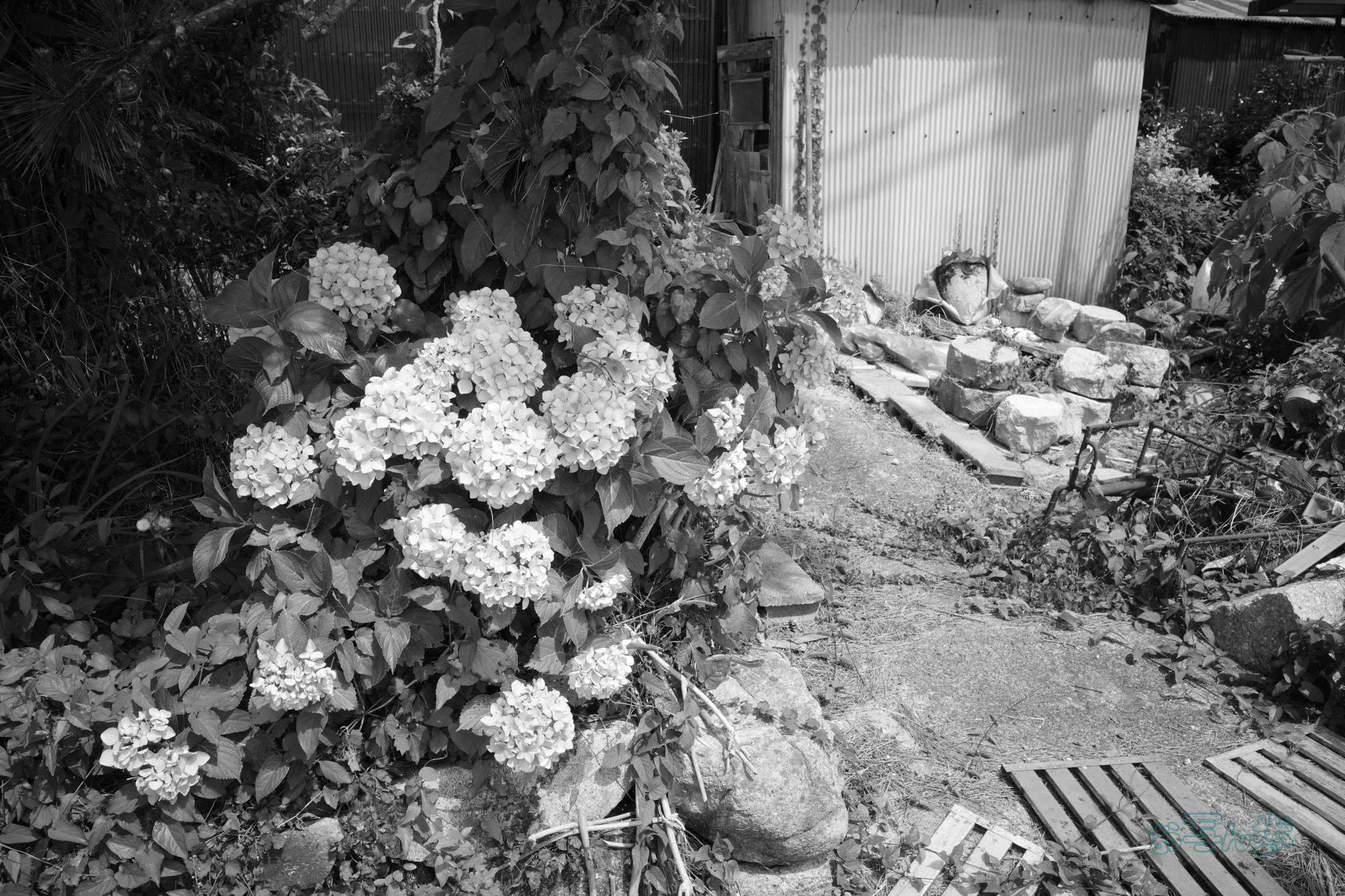 https://www.yaotomi.co.jp/blog/walk/R0000745co%2C18%20mm%2CF7.1%2Ciso320%2CRICOH%20GR%20IV%20Monochrome.jpg