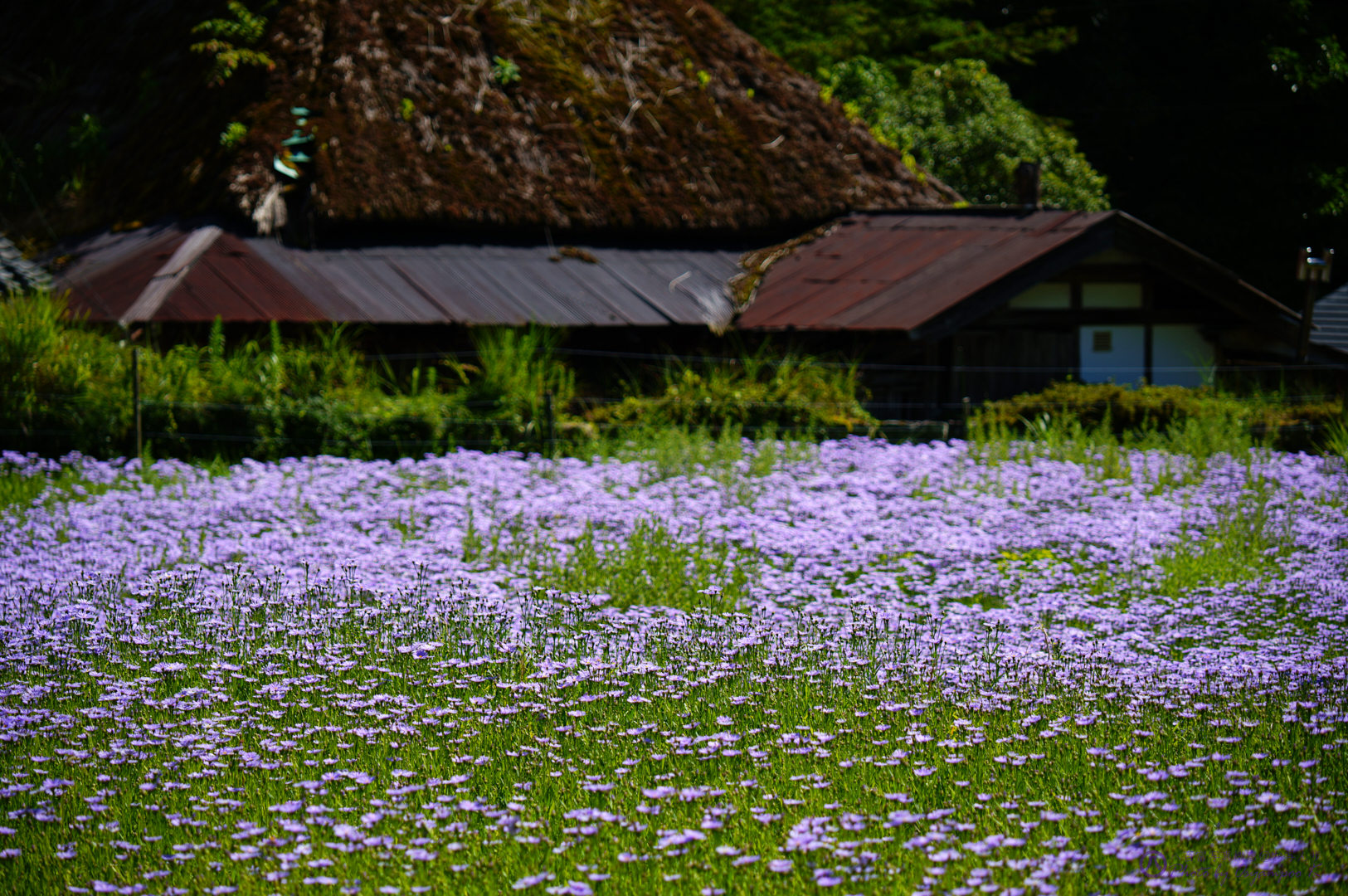 https://www.yaotomi.co.jp/blog/walk/SDIM0004%2C150%20mm%2Ciso100%2CF5.jpg