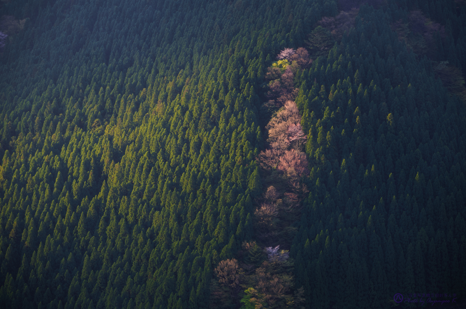 https://www.yaotomi.co.jp/blog/walk/SDIM0047%2C126%20mm%2CF8%2Ciso100.jpg