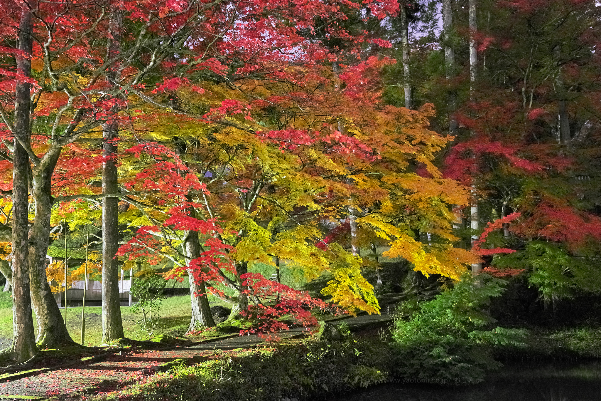 https://www.yaotomi.co.jp/blog/walk/SDIM0107%2C35%20mm%2CF4_iso3200_2019yaotomi%201.jpg