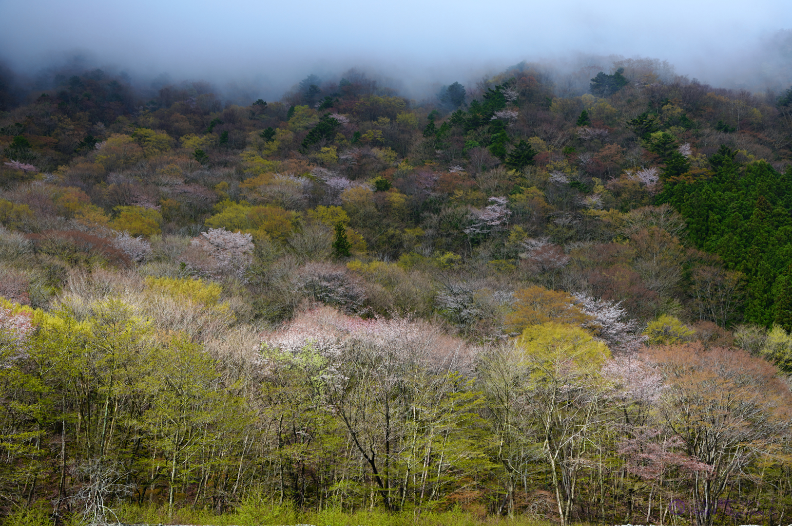 https://www.yaotomi.co.jp/blog/walk/SDIM0131%2C40%20mm%2CF8%2Ciso100.jpg