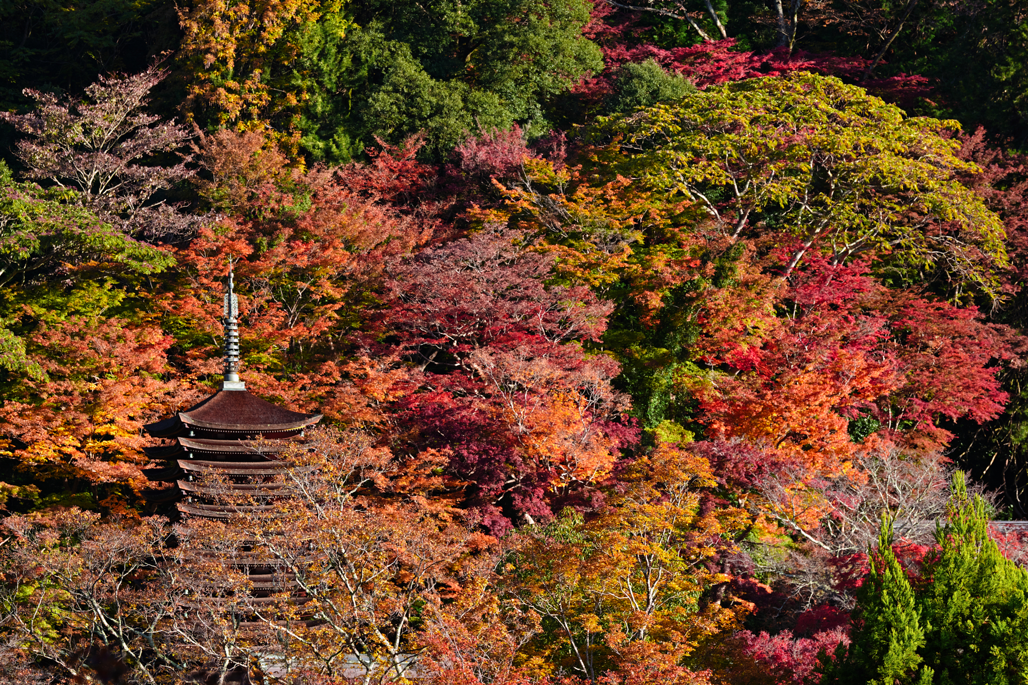 https://www.yaotomi.co.jp/blog/walk/SDIM0137%2C153%20mm%2CF8%2Ciso320.jpg