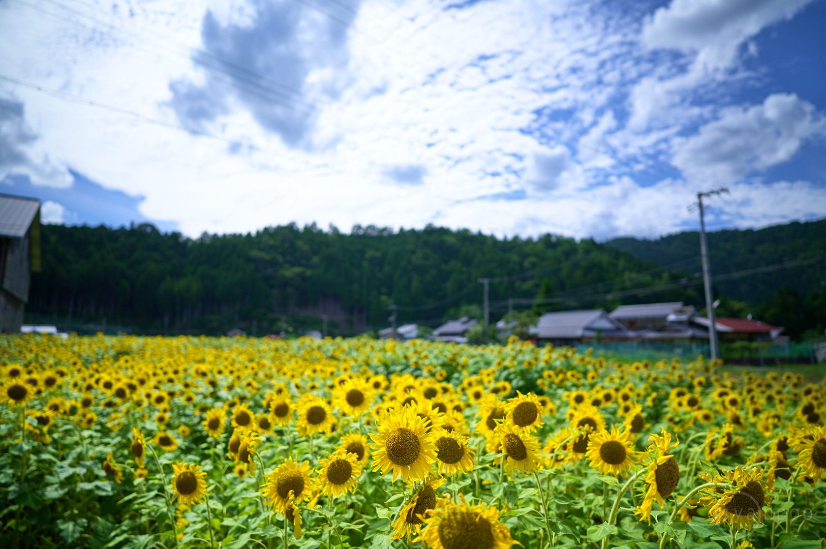 https://www.yaotomi.co.jp/blog/walk/SDIM0151%2C20%20mm%2CF1.4%2Ciso100%28DNG%29.jpg