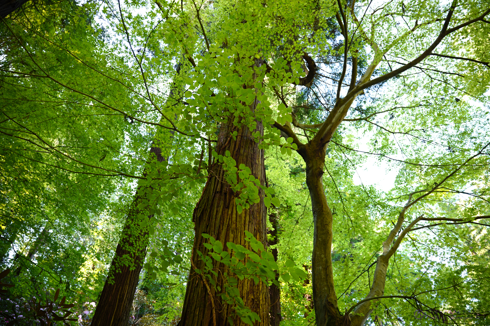 https://www.yaotomi.co.jp/blog/walk/SDIM0274%2C24%20mm%2CF2.8%2Ciso125.jpg