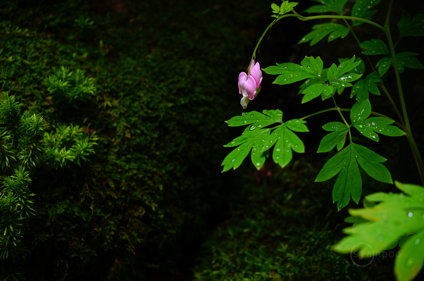 https://www.yaotomi.co.jp/blog/walk/SDIM0293%2C50%20mm%2CF3.5%2Ciso100%28JPEG%29.jpg