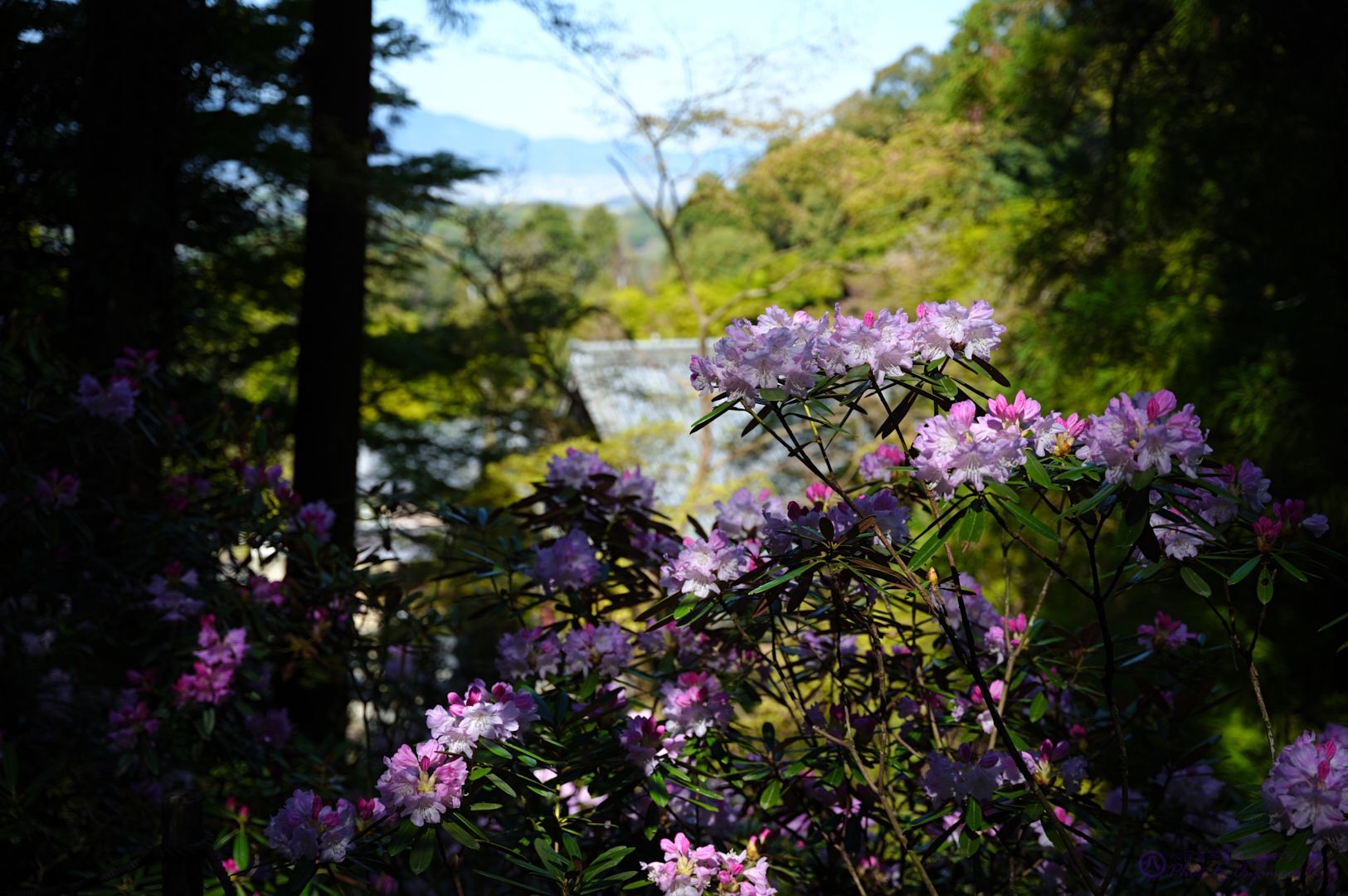 https://www.yaotomi.co.jp/blog/walk/SDIM0306spp%2C45%20mm%2CF2.8%2Ciso100.jpg