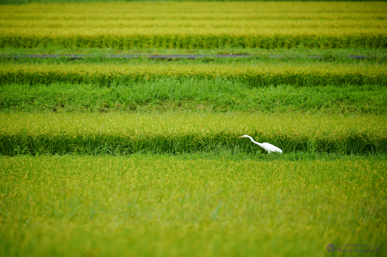 https://www.yaotomi.co.jp/blog/walk/SDIM0376%2C600%20mm%2CF7.1%2Ciso800JPEG.jpg