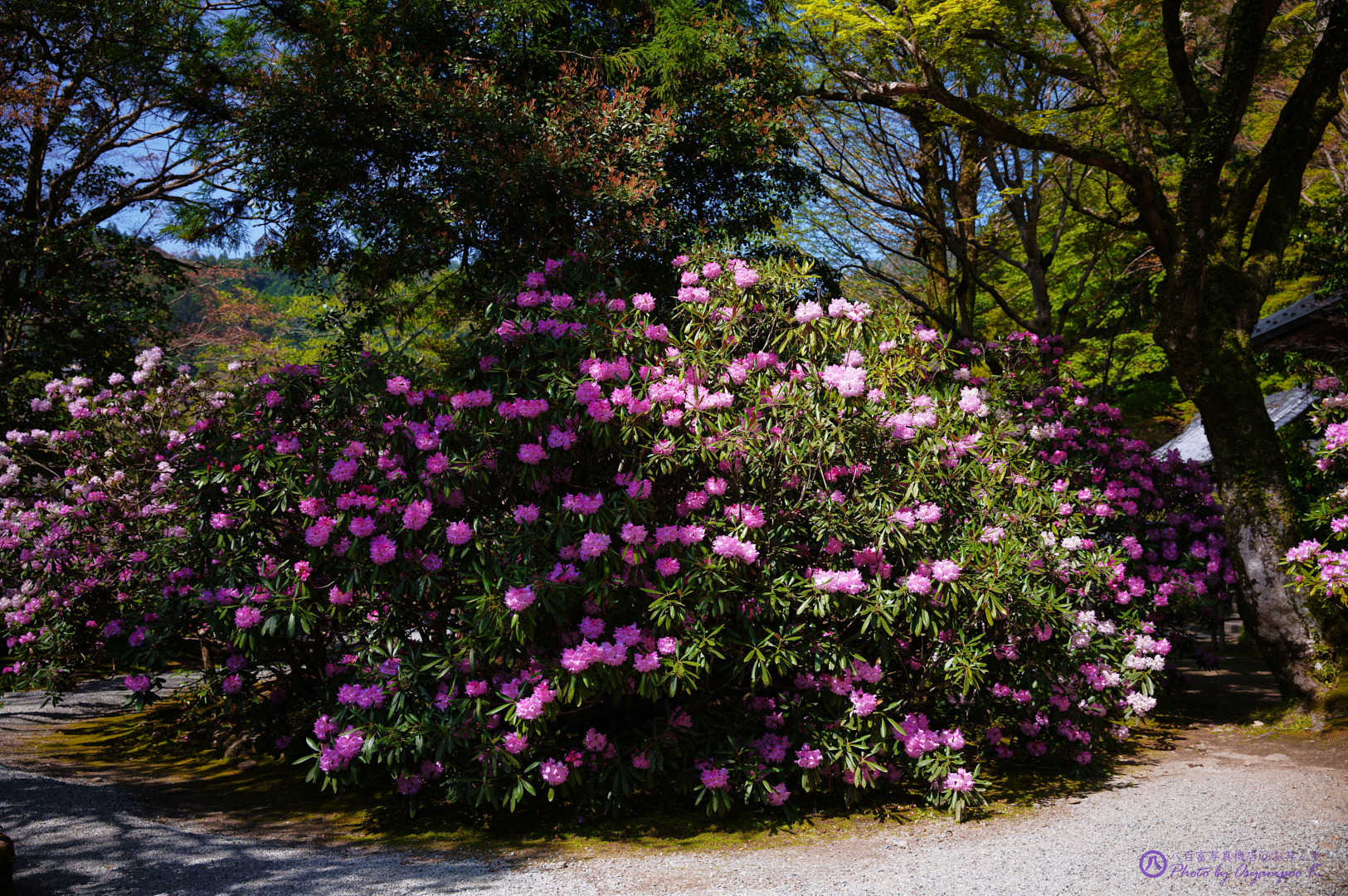 https://www.yaotomi.co.jp/blog/walk/SDIM0420%2C33%20mm%2CF2.8%2Ciso100.jpg