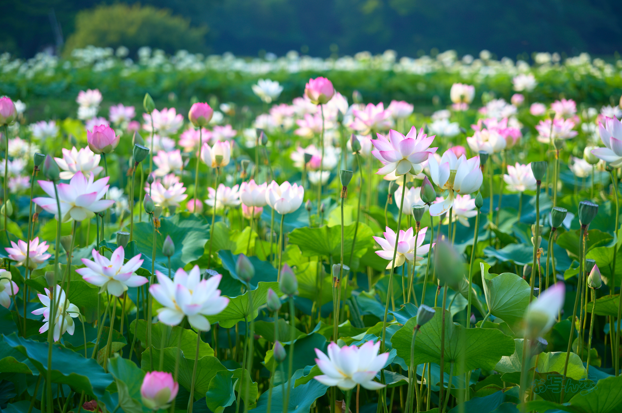 https://www.yaotomi.co.jp/blog/walk/SDIM0435co%2C104%20mm%2CF2.9%2Ciso100%2C28-105mm%20F2.8%20DG%20DN%20%20Art%20024.jpg