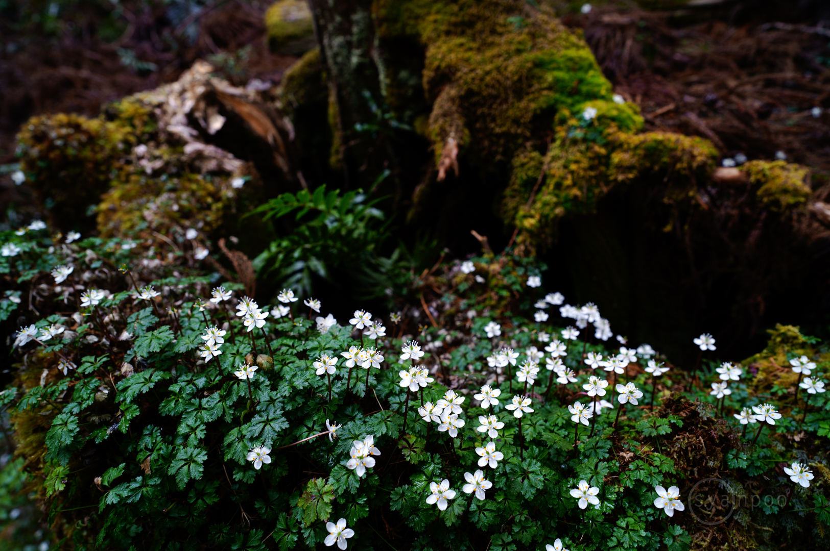 https://www.yaotomi.co.jp/blog/walk/SDIM0450%2C24%20mm%2CF5%2Ciso125%28JPEG%29.jpg