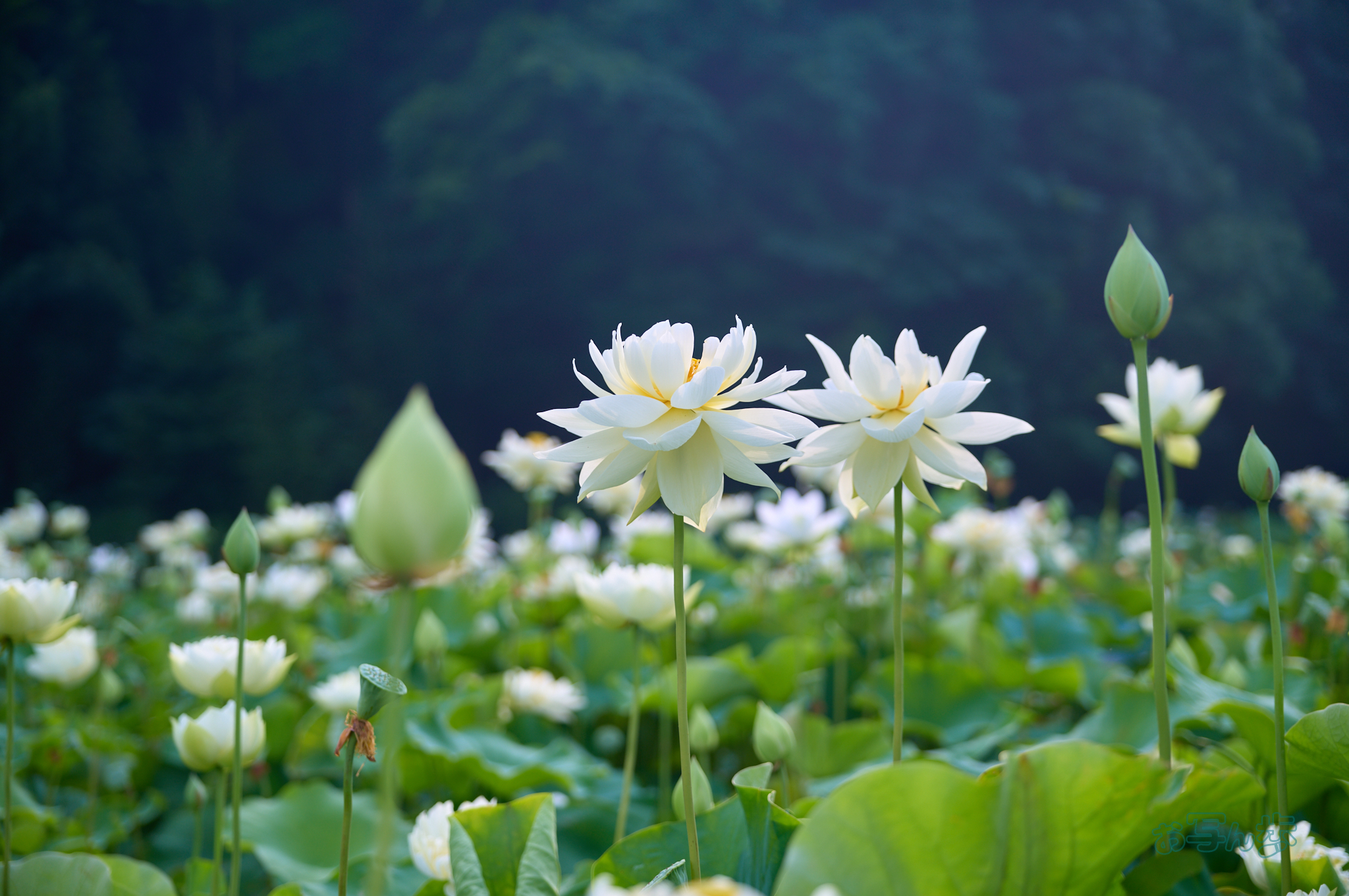 https://www.yaotomi.co.jp/blog/walk/SDIM0474co%2C67%20mm%2CF2.8%2Ciso100%2C28-105mm%20F2.8%20DG%20DN%20%20Art%20024.jpg
