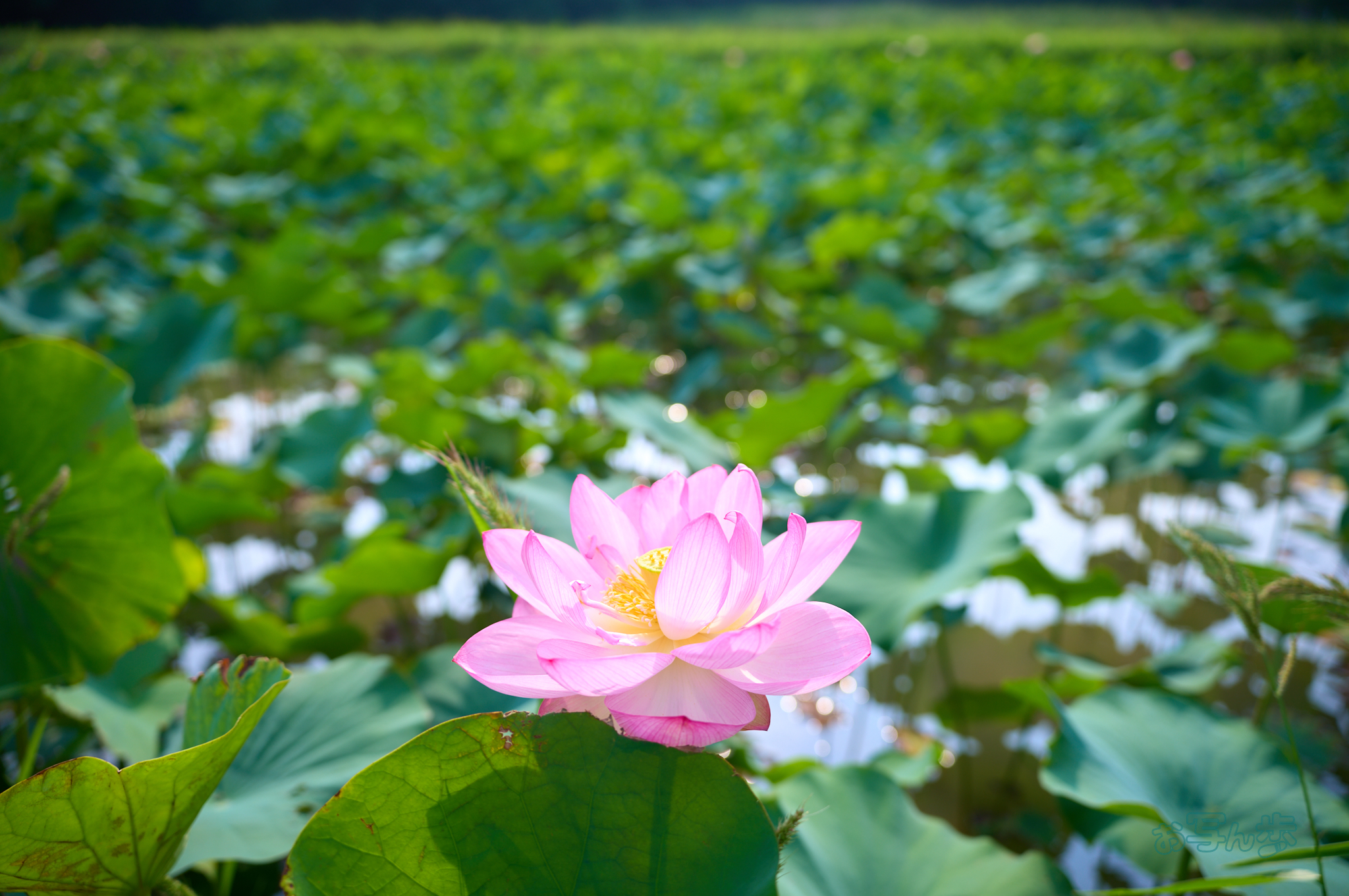 https://www.yaotomi.co.jp/blog/walk/SDIM0558co%2C28%20mm%2CF2.8%2Ciso100%2C28-105mm%20F2.8%20DG%20DN%20%20Art%20024.jpg