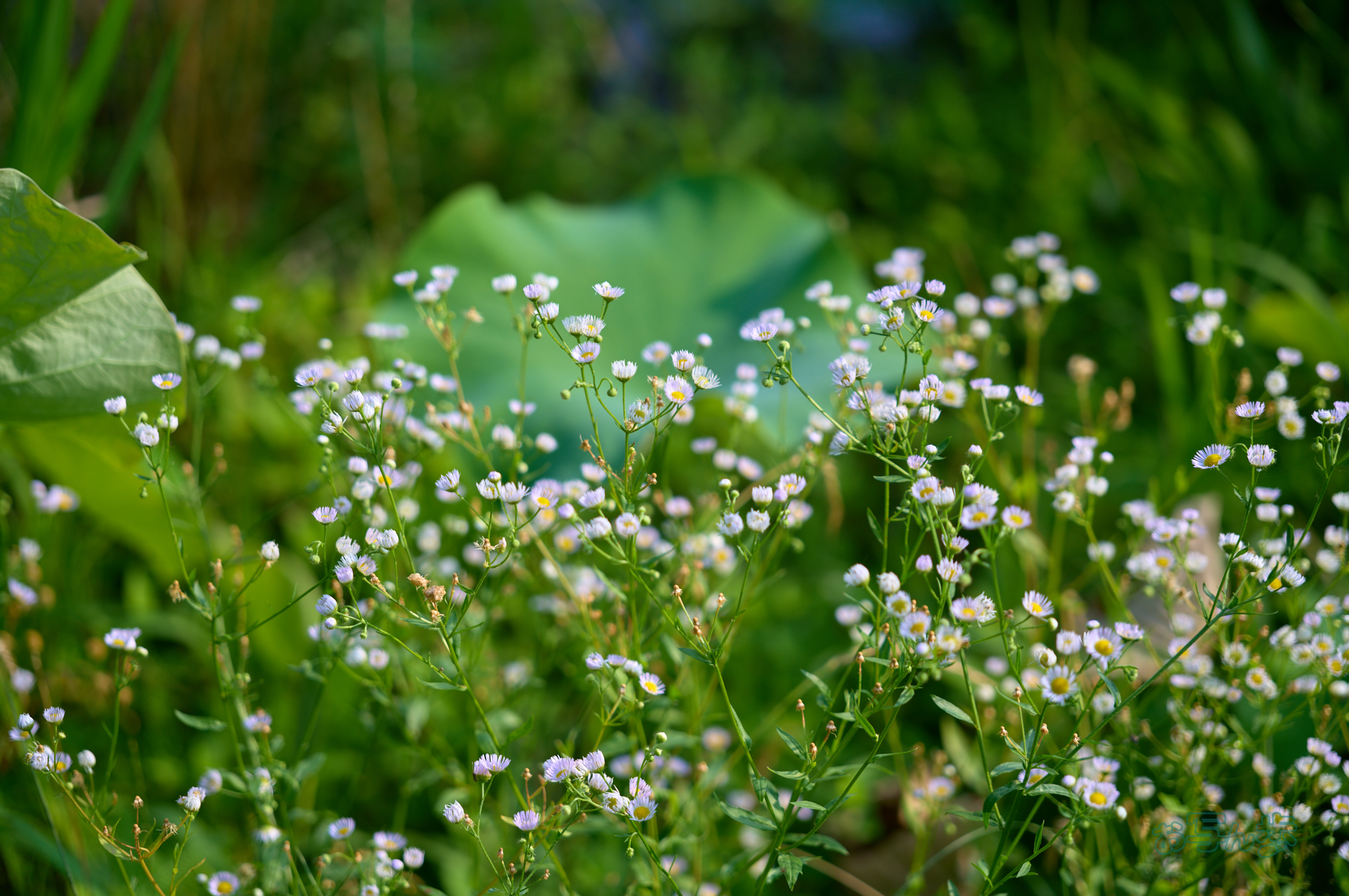 https://www.yaotomi.co.jp/blog/walk/SDIM0586co%2C105%20mm%2CF2.8%2Ciso100%2C28-105mm%20F2.8%20DG%20DN%20%20Art%20024.jpg