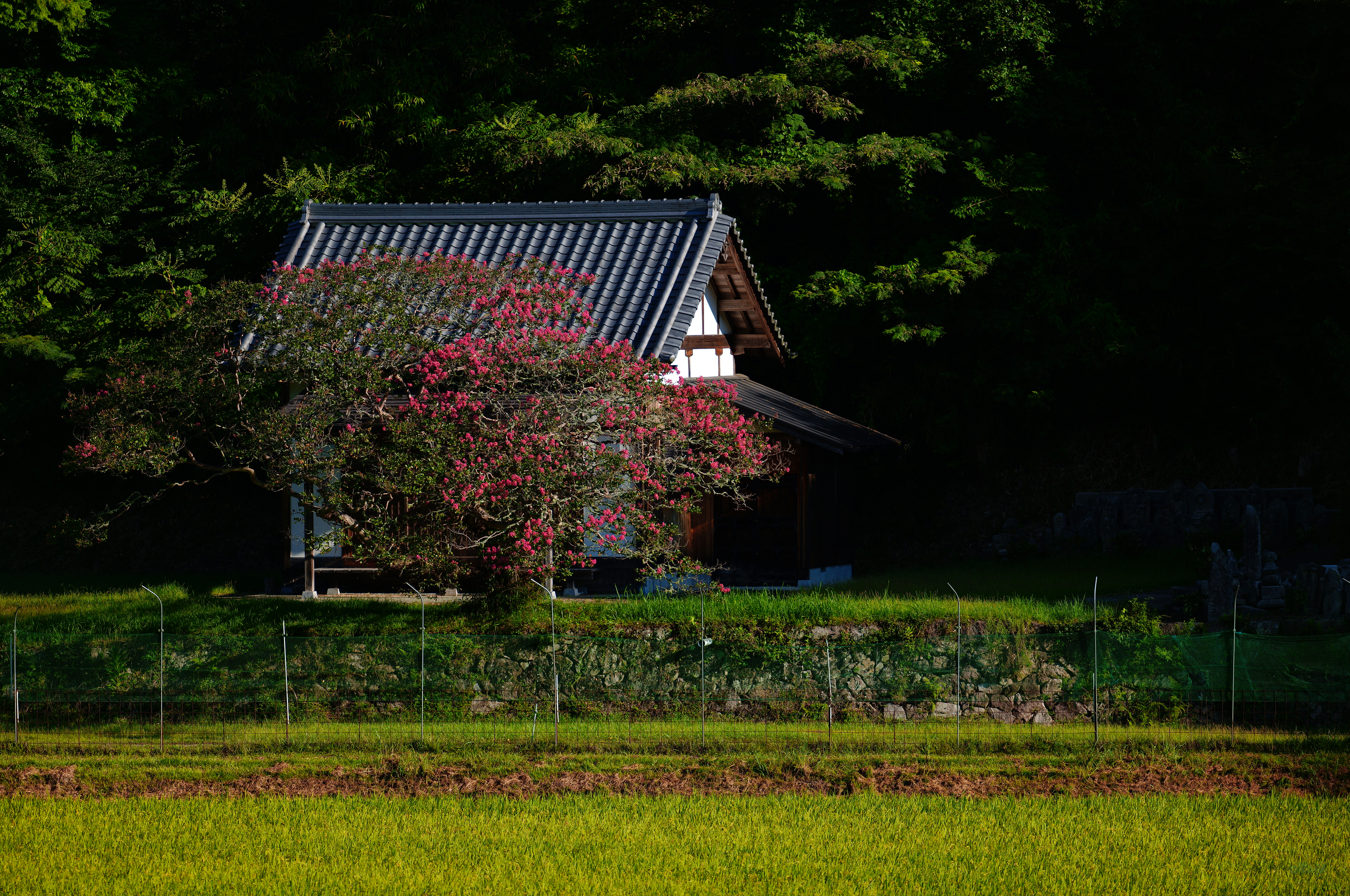 https://www.yaotomi.co.jp/blog/walk/SDIM0679%2C200%20mm%2CF2%2C1-3200%20%E7%A7%92%2Ciso100%28JPEG%29%201.jpg