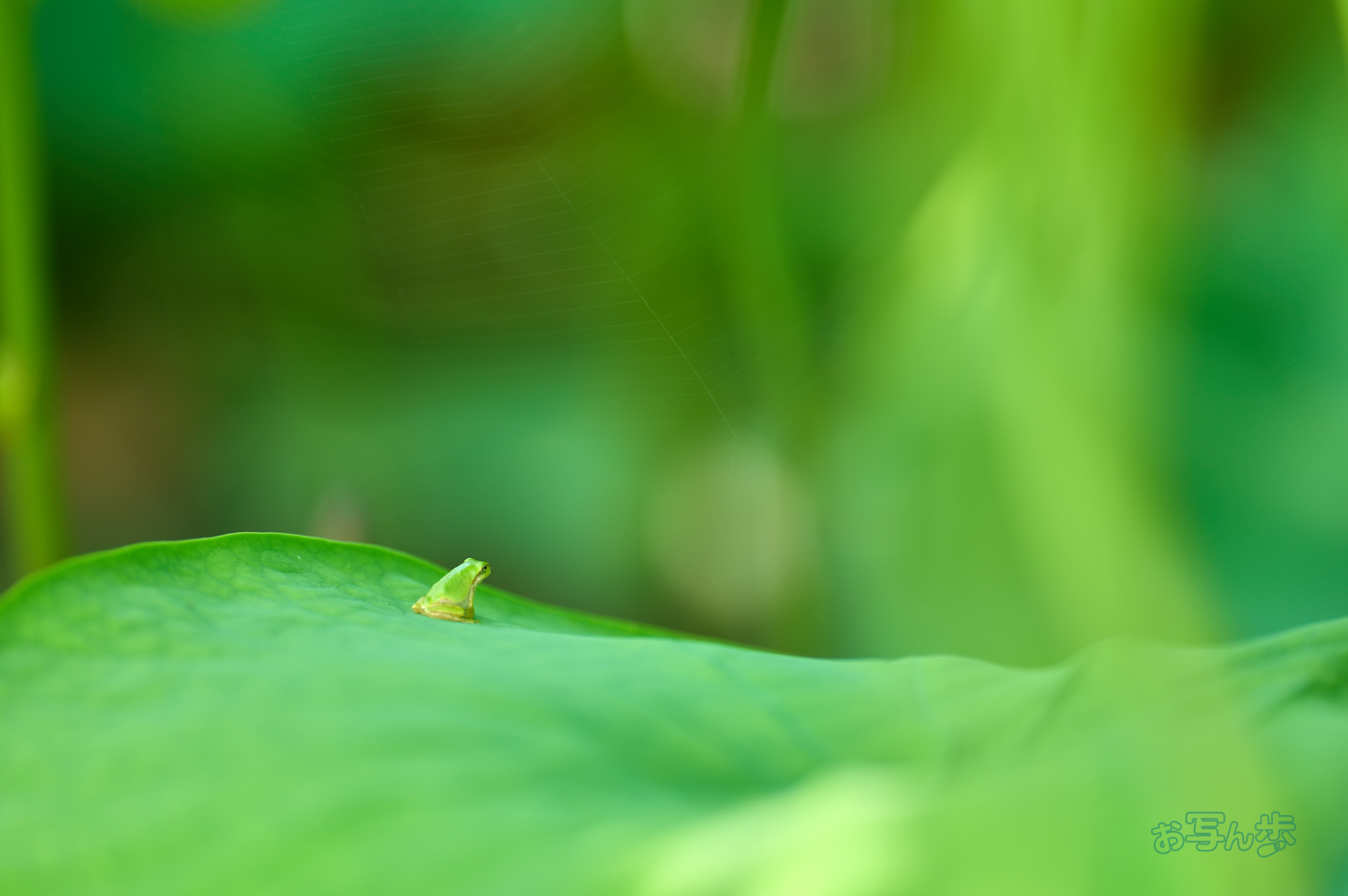 https://www.yaotomi.co.jp/blog/walk/SDIM0720co%2C200%20mm%2CF2%2Ciso125%2C200mm%20F2%20DG%20OS%20%20Sports%20025.jpg