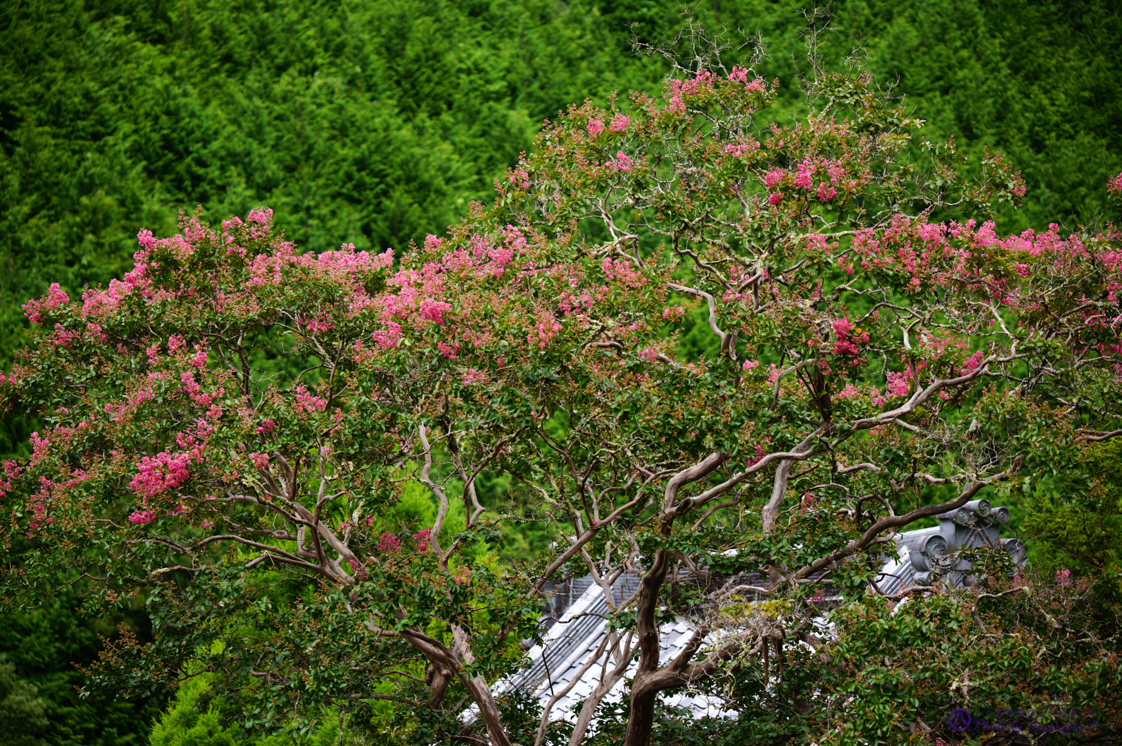 https://www.yaotomi.co.jp/blog/walk/SDIM0721%2C150%20mm%2CF5%2Ciso100JPEG.jpg