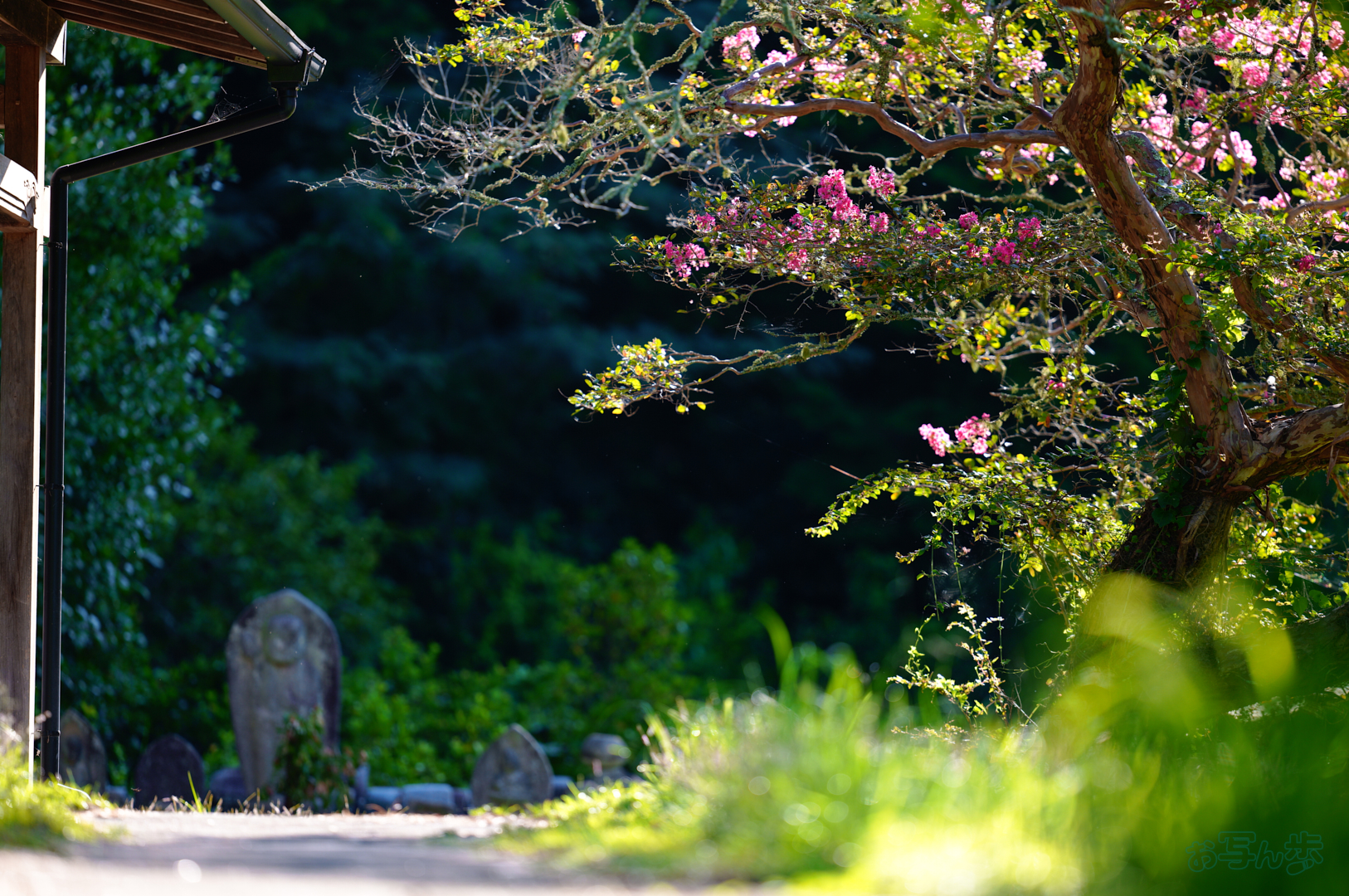 https://www.yaotomi.co.jp/blog/walk/SDIM0747%2C200%20mm%2CF2%2C1-500%20%E7%A7%92%2Ciso100%28JPEG%29.jpg