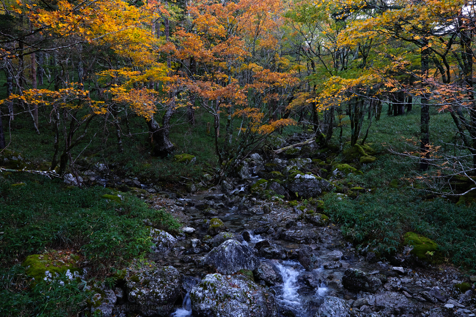 https://www.yaotomi.co.jp/blog/walk/SDIM0809_Crispy2%2C24%20mm%2CF8%2Ciso1000.jpg