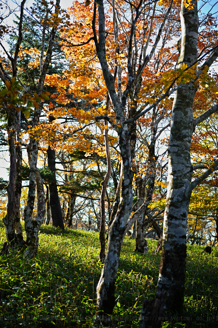 https://www.yaotomi.co.jp/blog/walk/SDIM0832%2C45%20mm%2CF2.8%2Ciso100.jpg