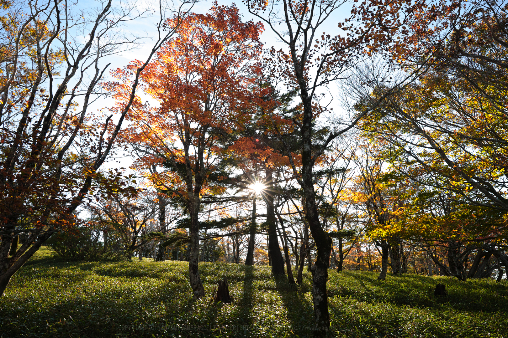 https://www.yaotomi.co.jp/blog/walk/SDIM0844%2C24%20mm%2CF11%2Ciso100.jpg