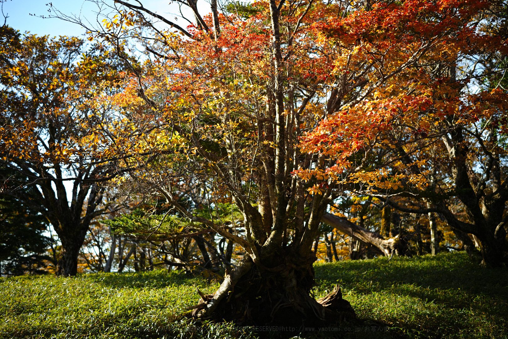 https://www.yaotomi.co.jp/blog/walk/SDIM0845%2C45%20mm%2CF2.8%2Ciso100.jpg