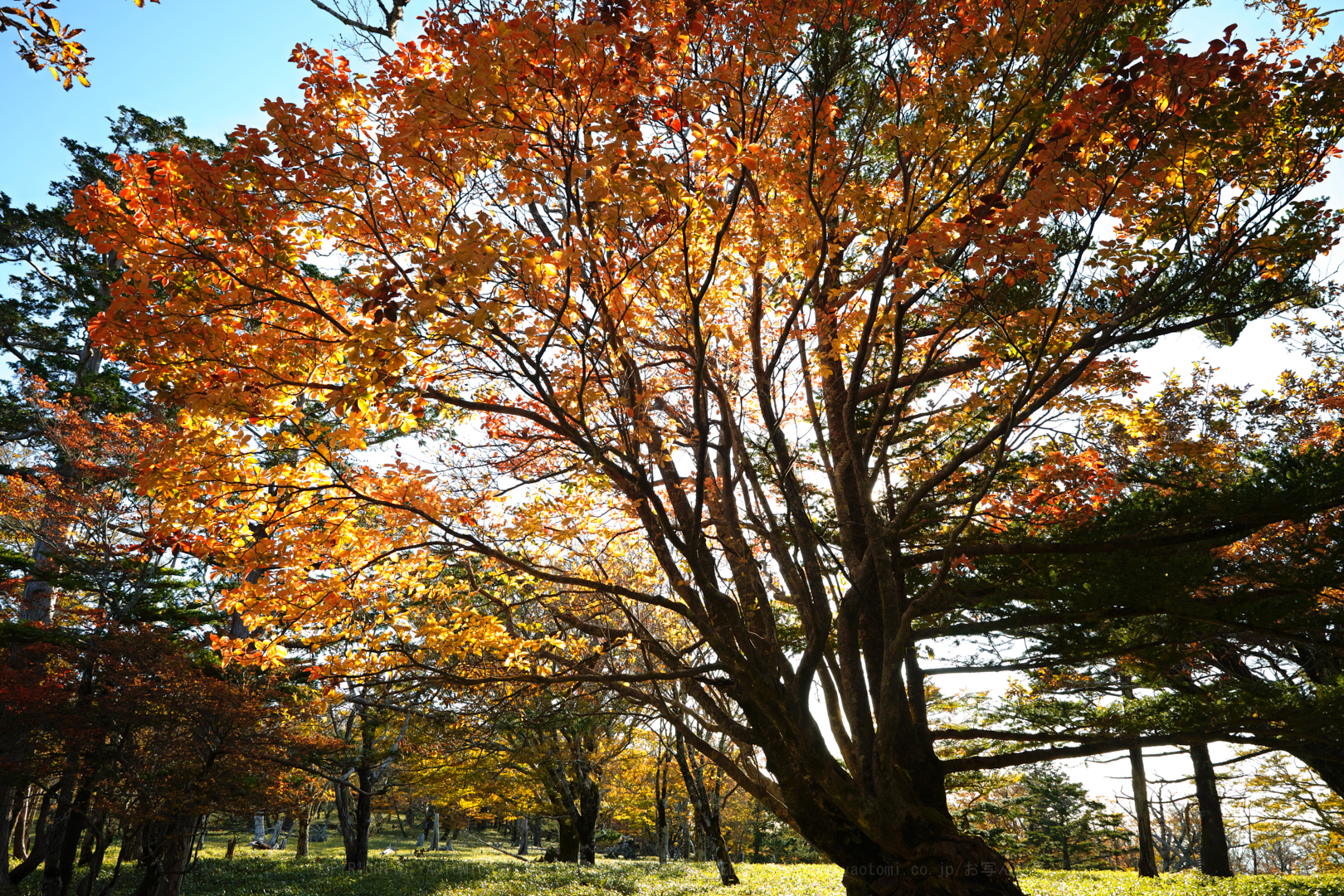 https://www.yaotomi.co.jp/blog/walk/SDIM0847%2C24%20mm%2CF10%2Ciso100.jpg